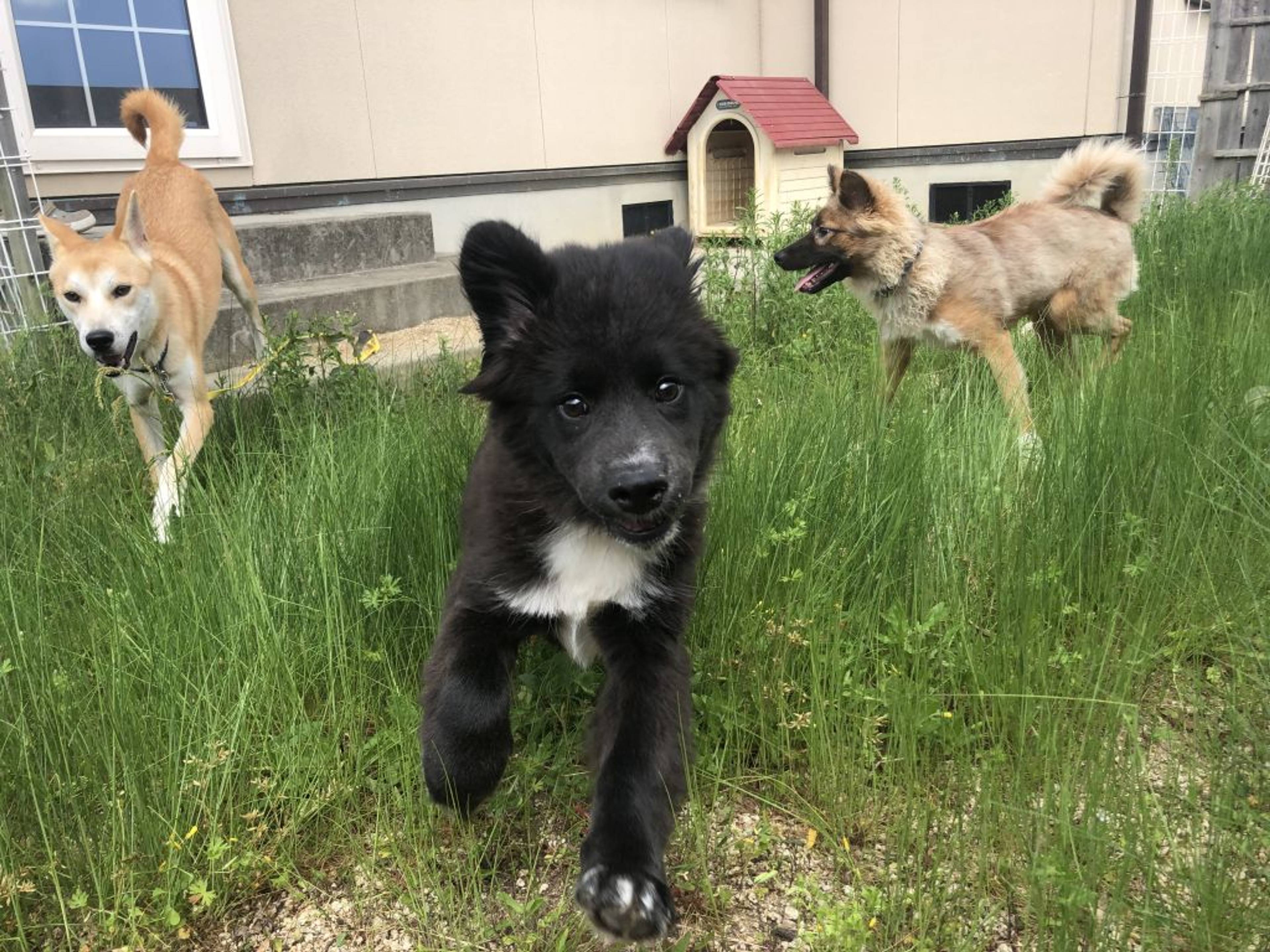 雑種（ミックス犬）・オスの里親募集の写真
