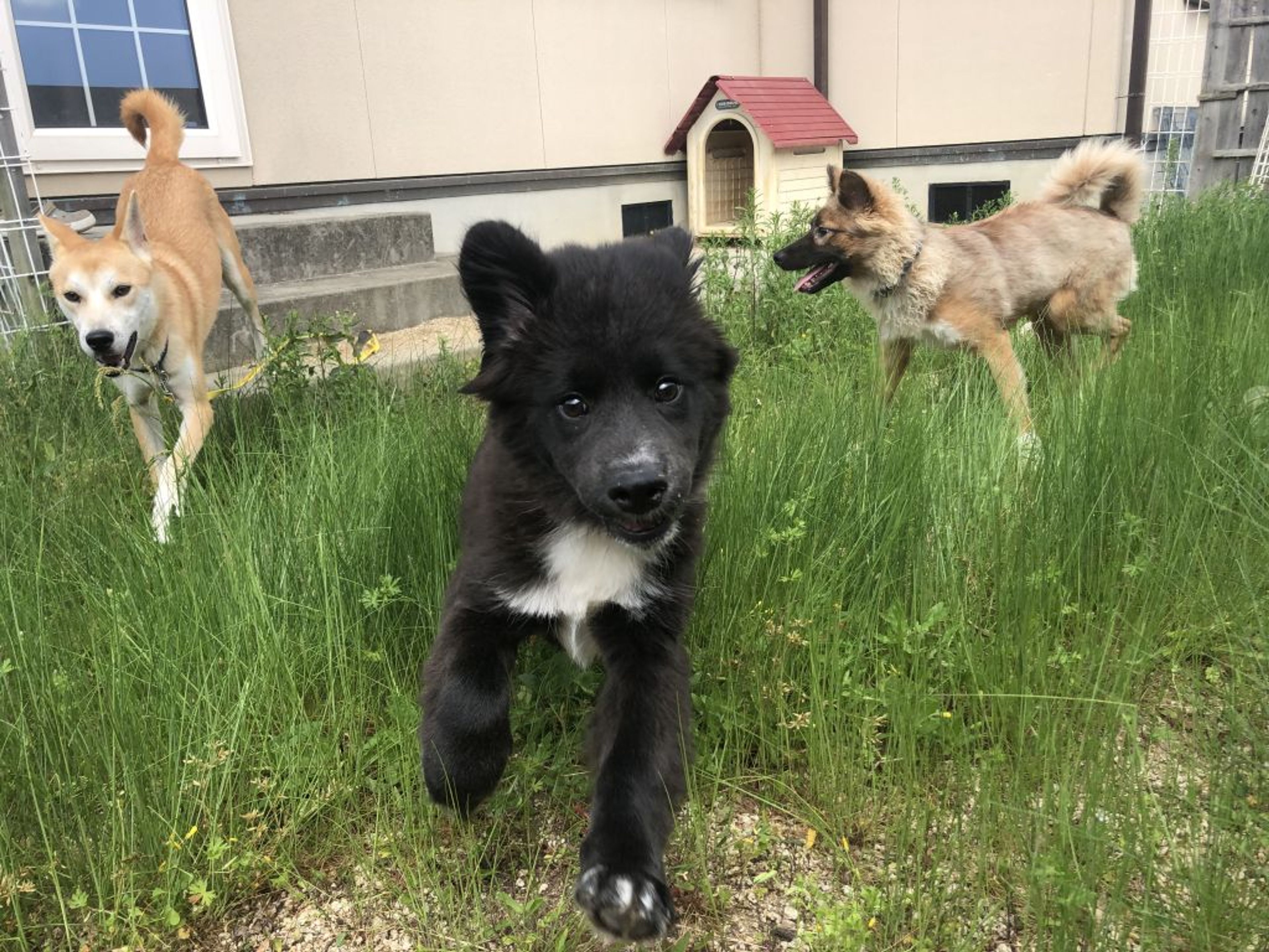 雑種（ミックス犬）・オスの里親募集の写真