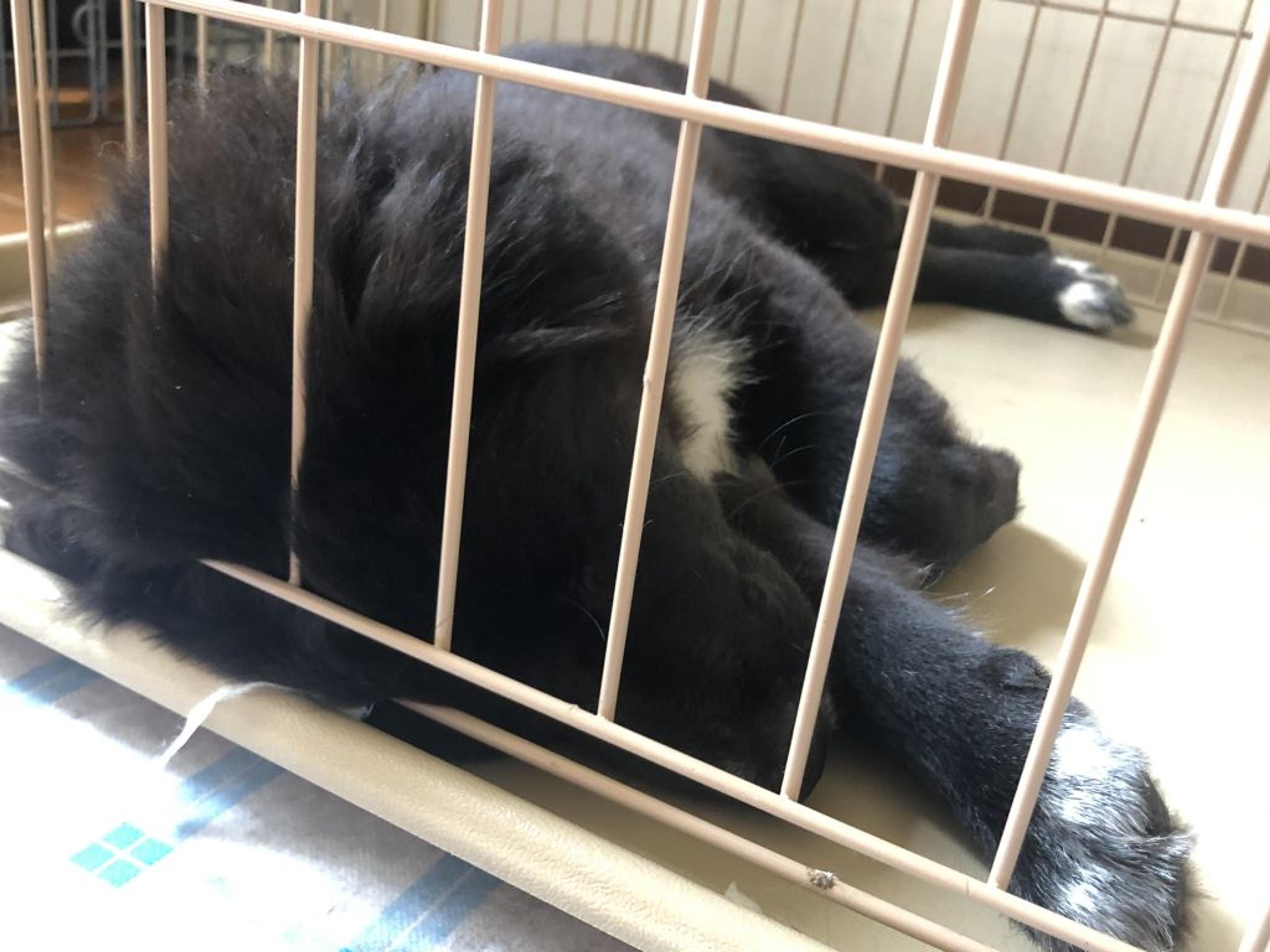 pet-image-2
