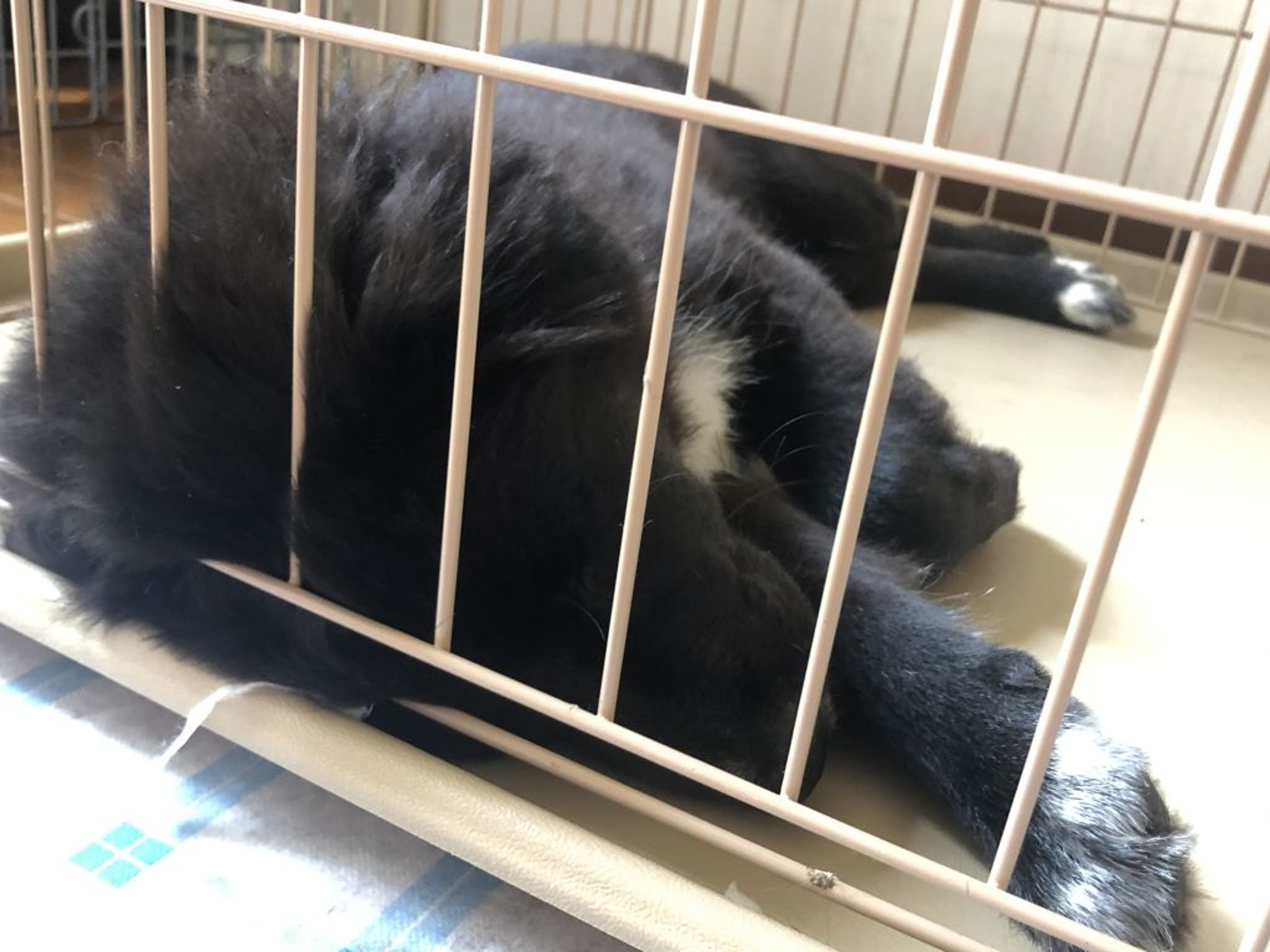 pet-image-2