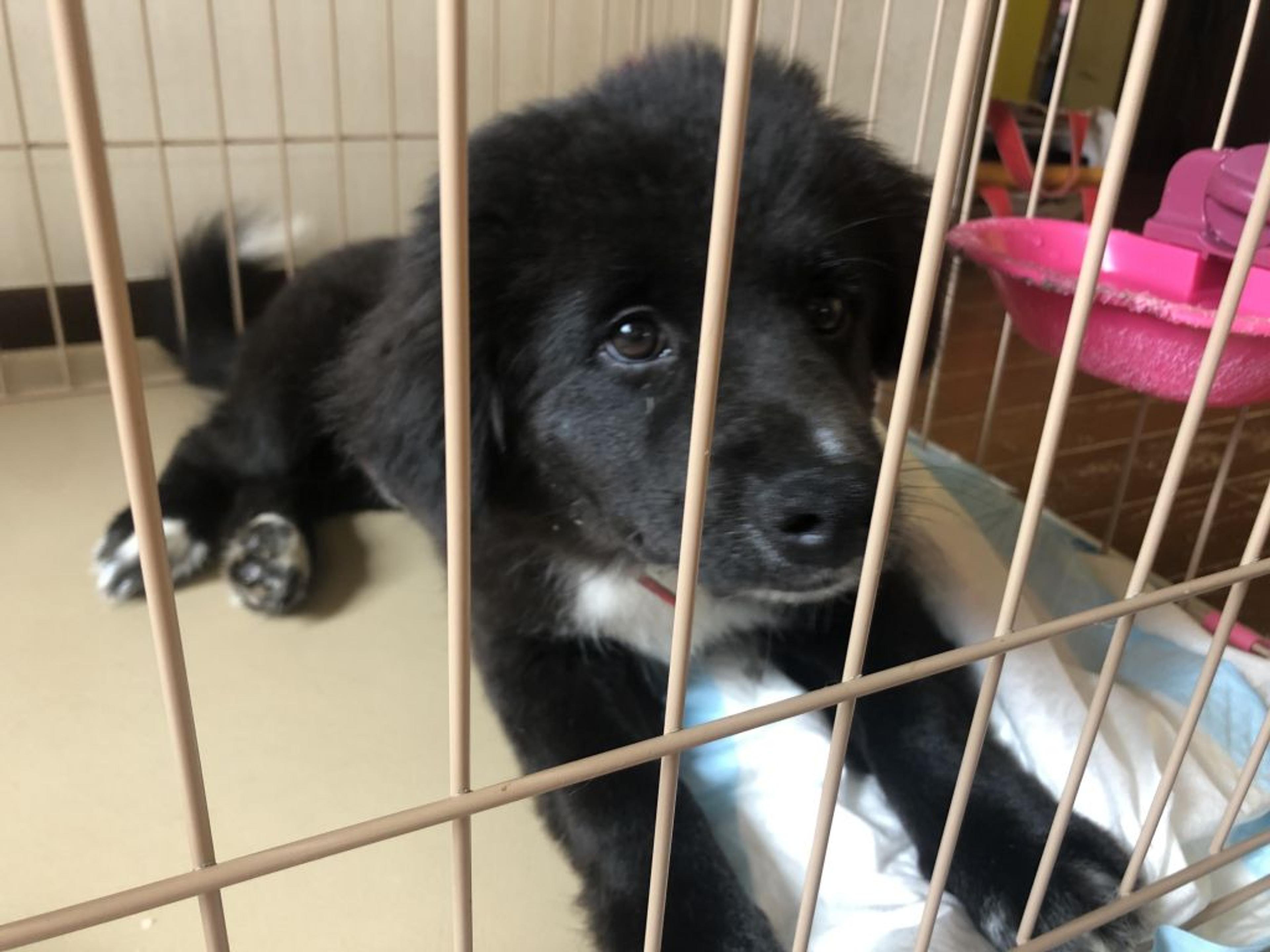 pet-image-3