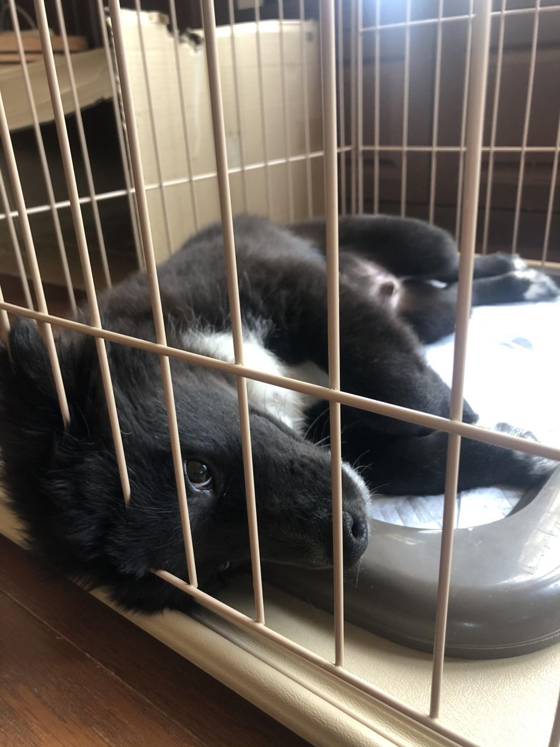 pet-image-4