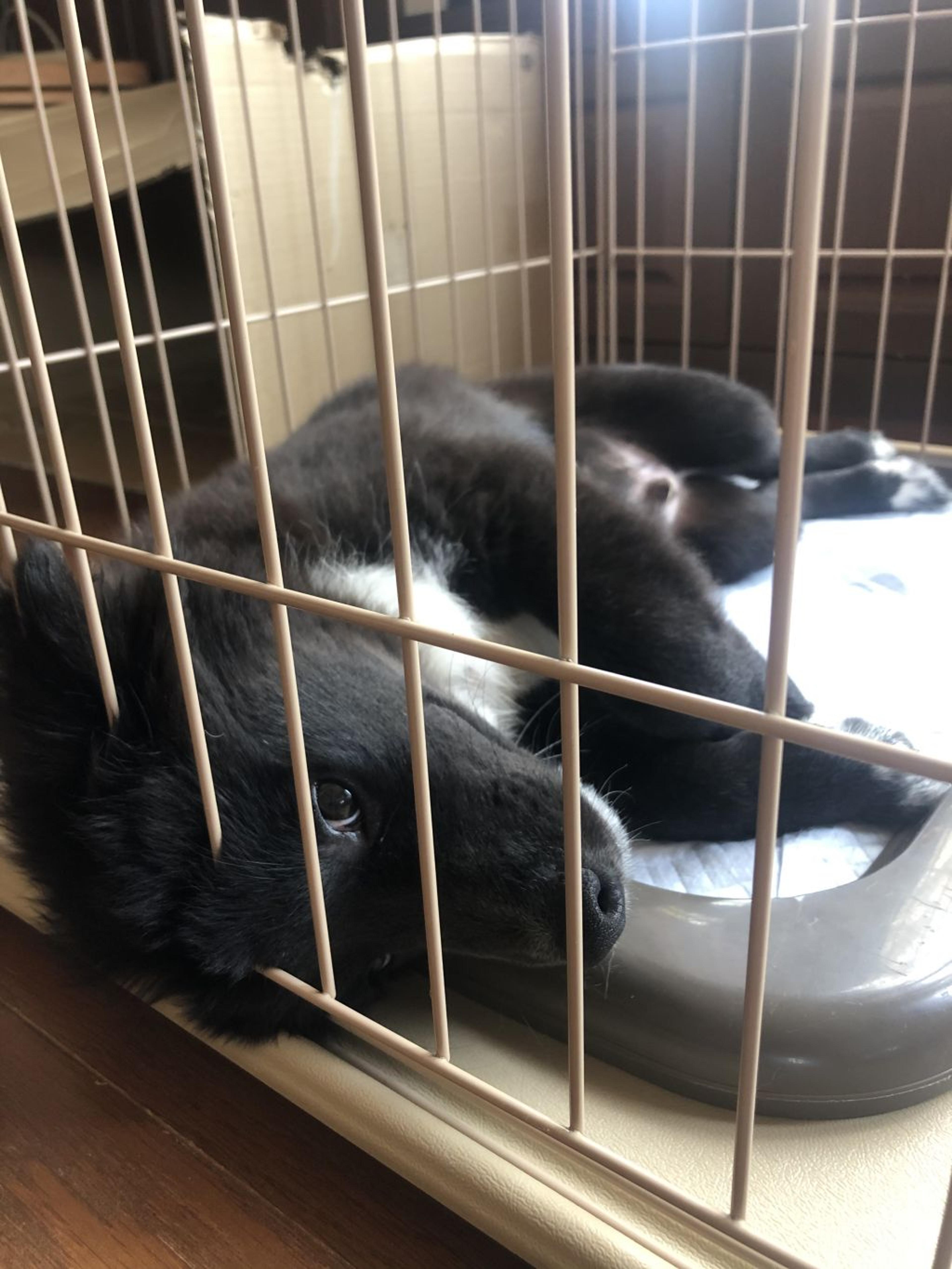 pet-image-4