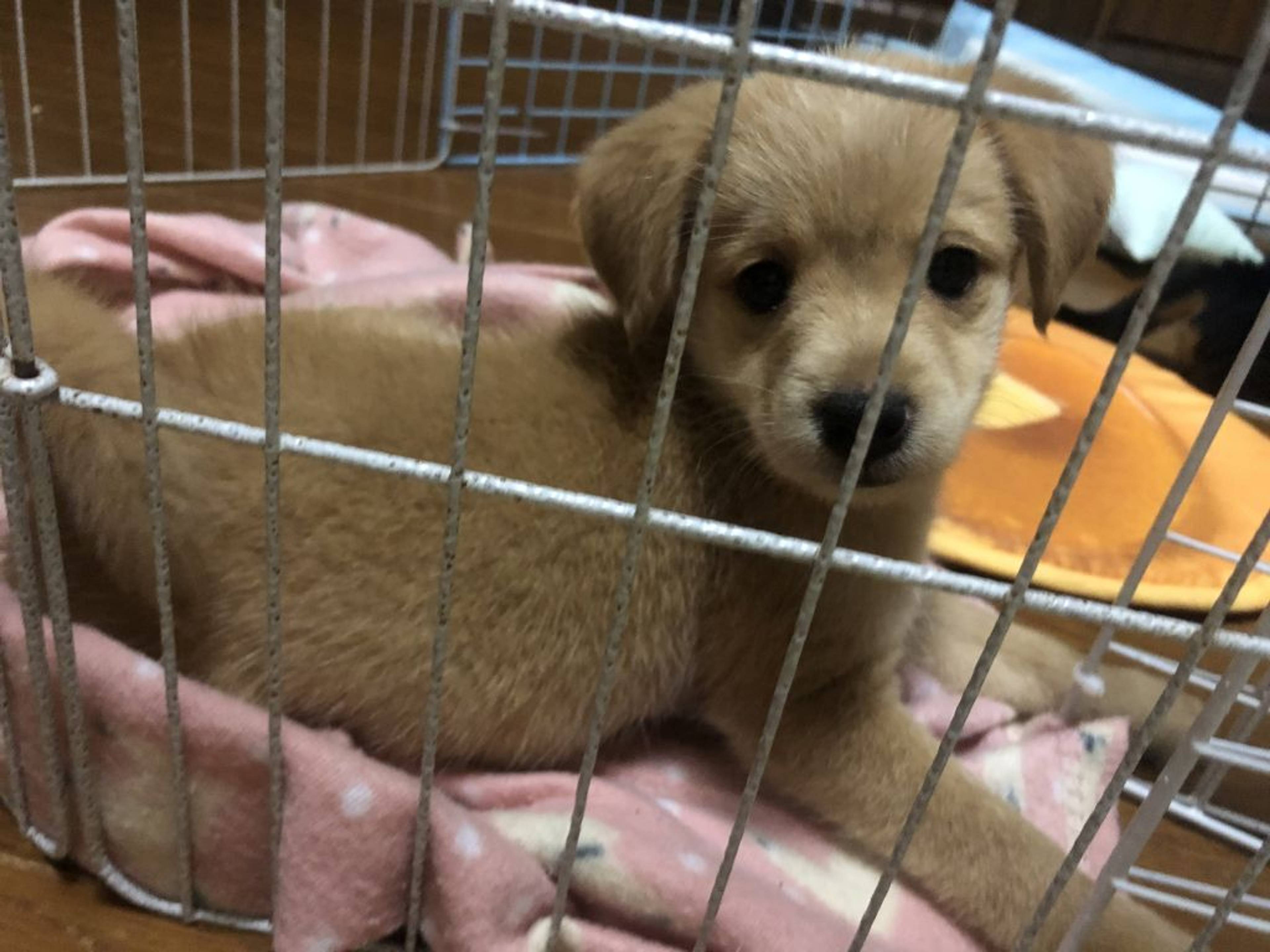 雑種（ミックス犬）・メスの里親募集の写真