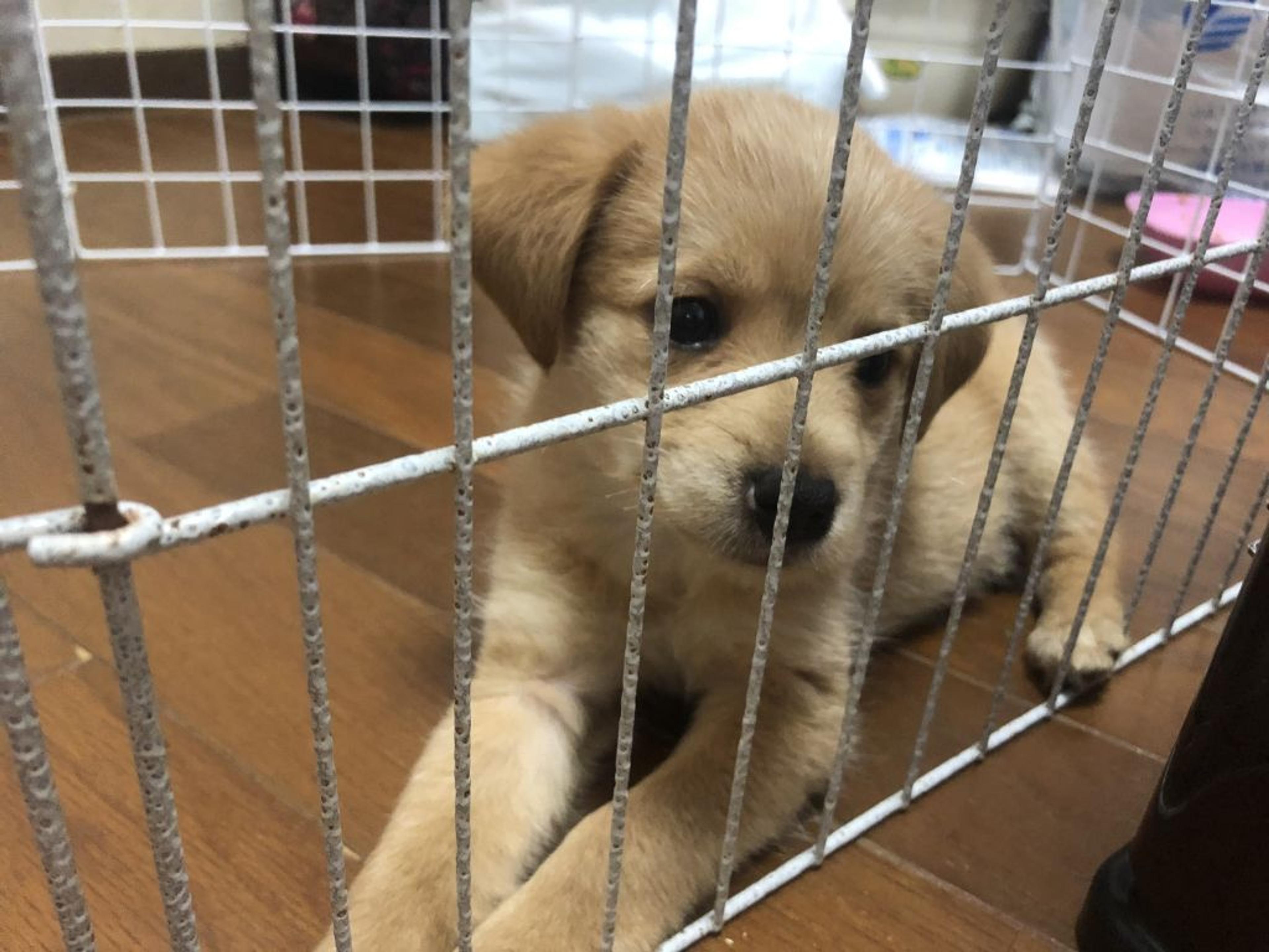 pet-image-3