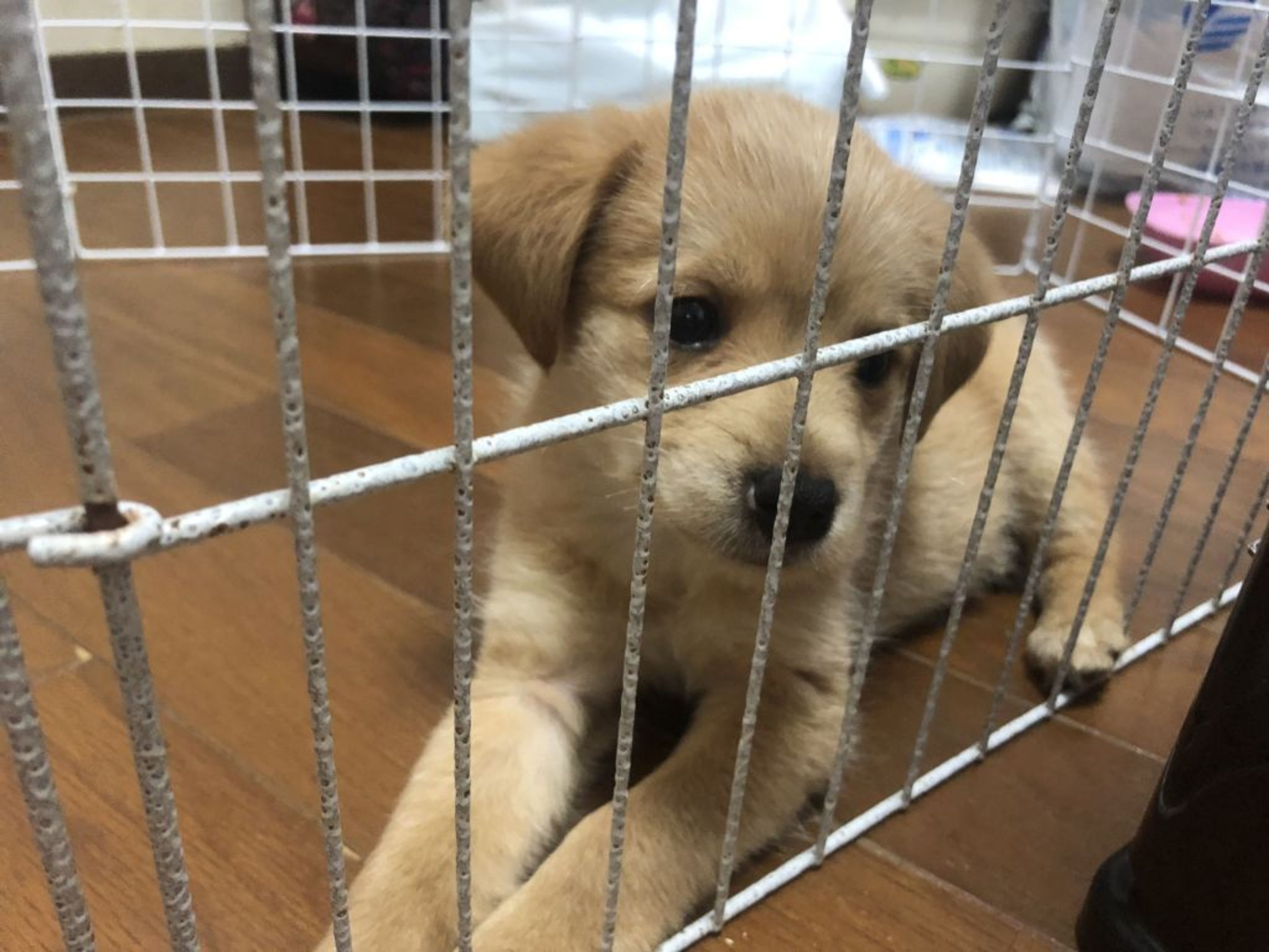pet-image-3