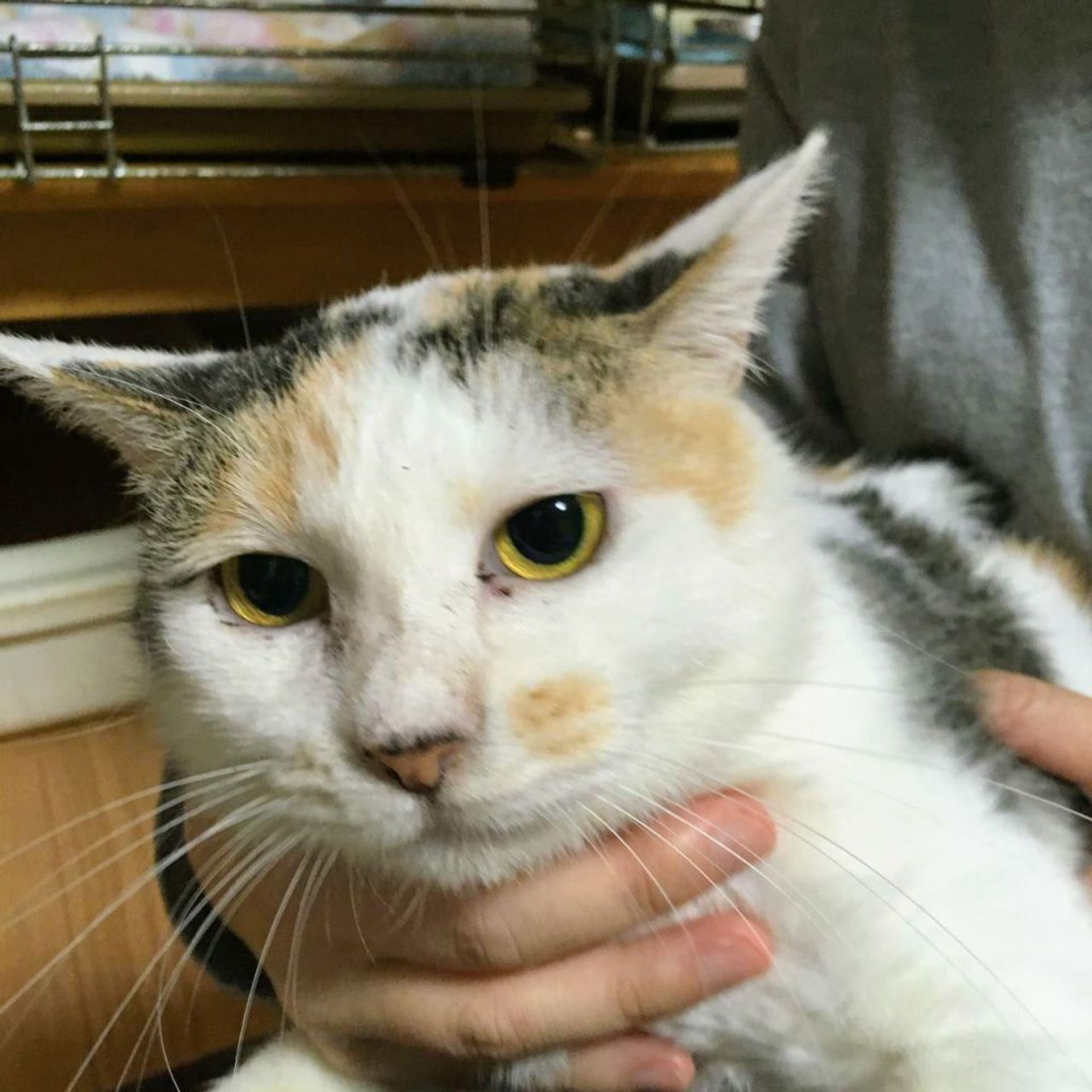 雑種（ミックス猫）・メスの里親募集の写真