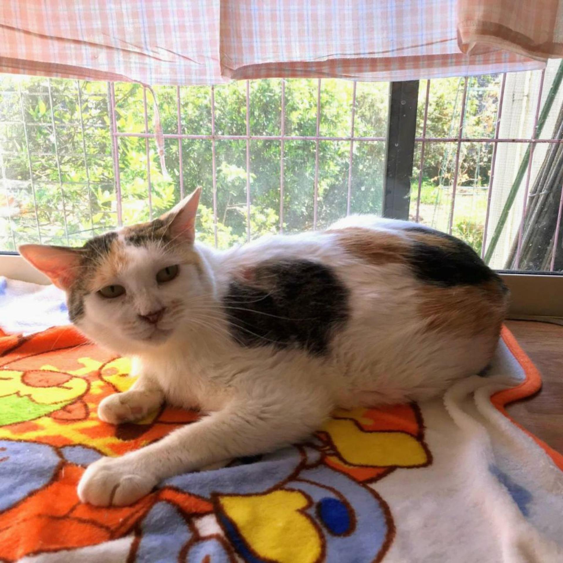 pet-image-5
