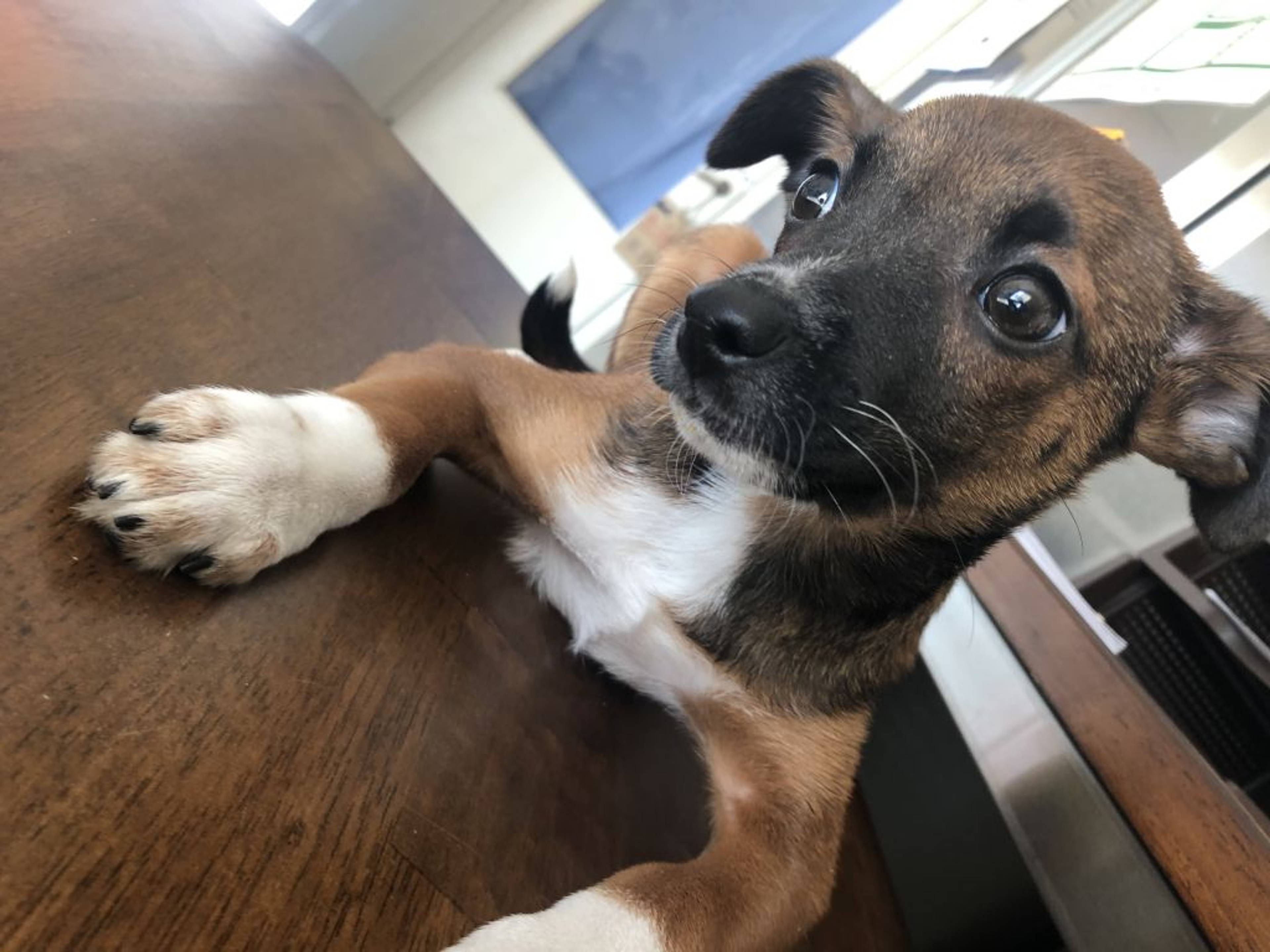 雑種（ミックス犬）・オスの里親募集の写真
