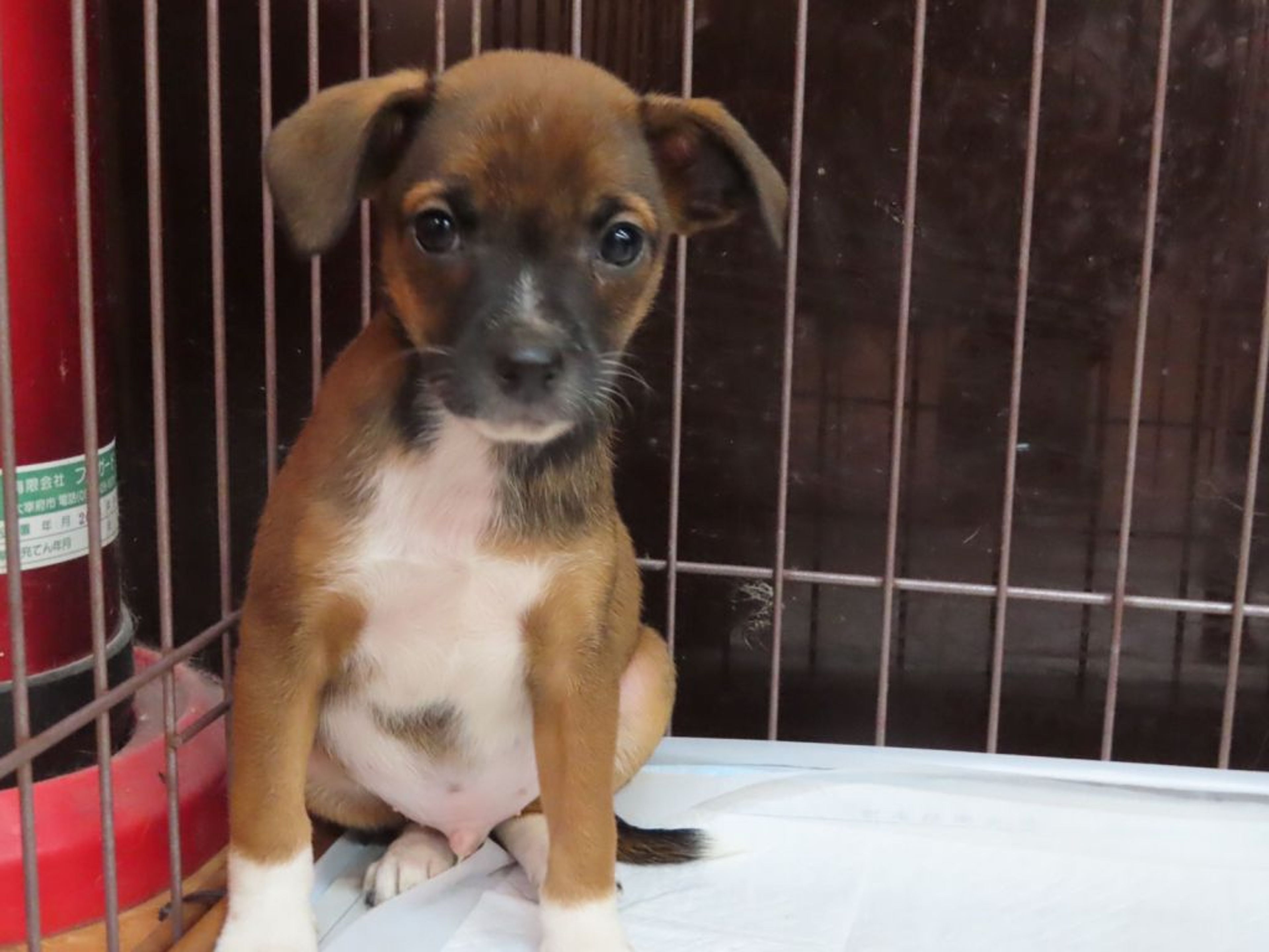 pet-image-3