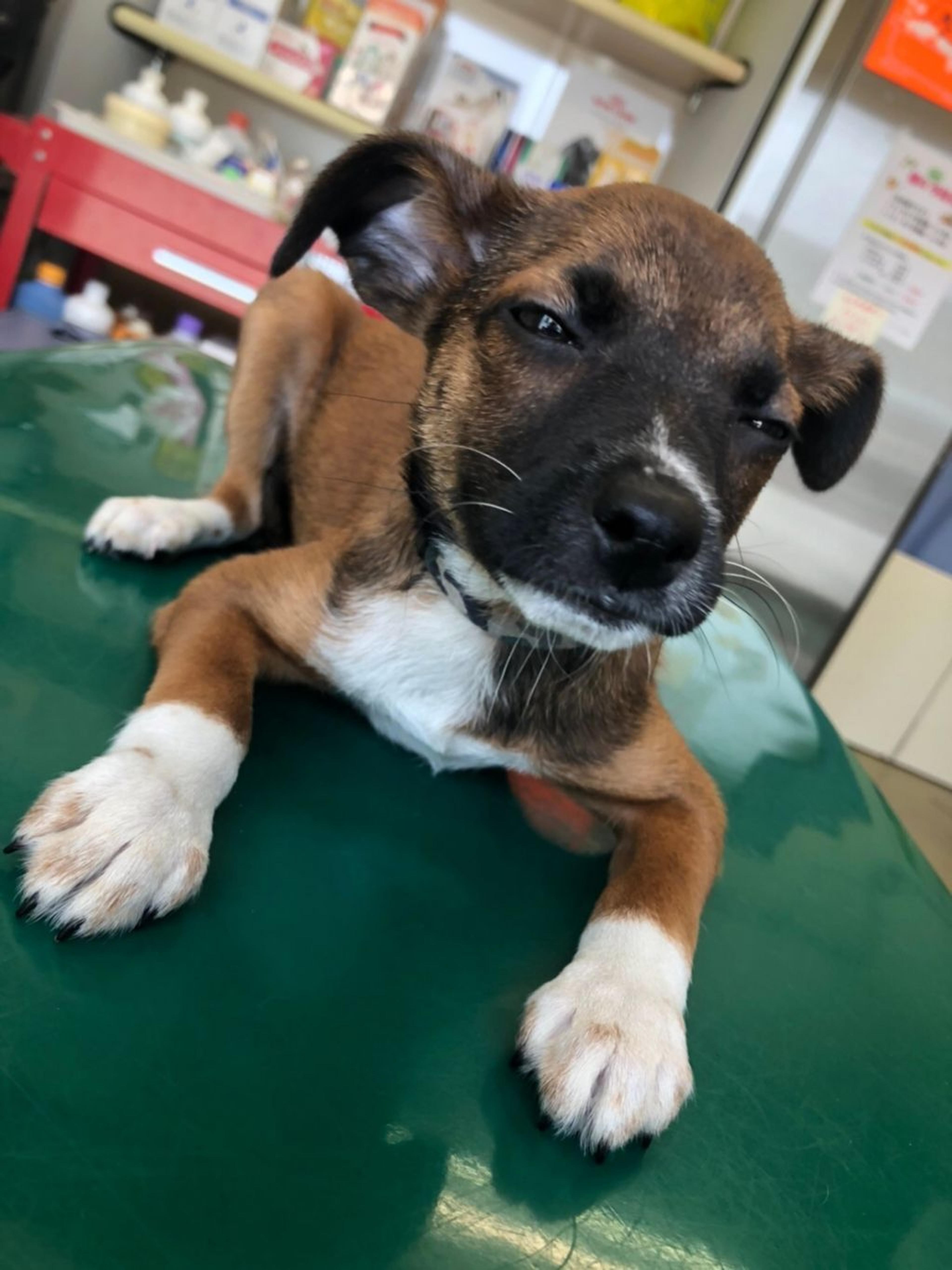 pet-image-4