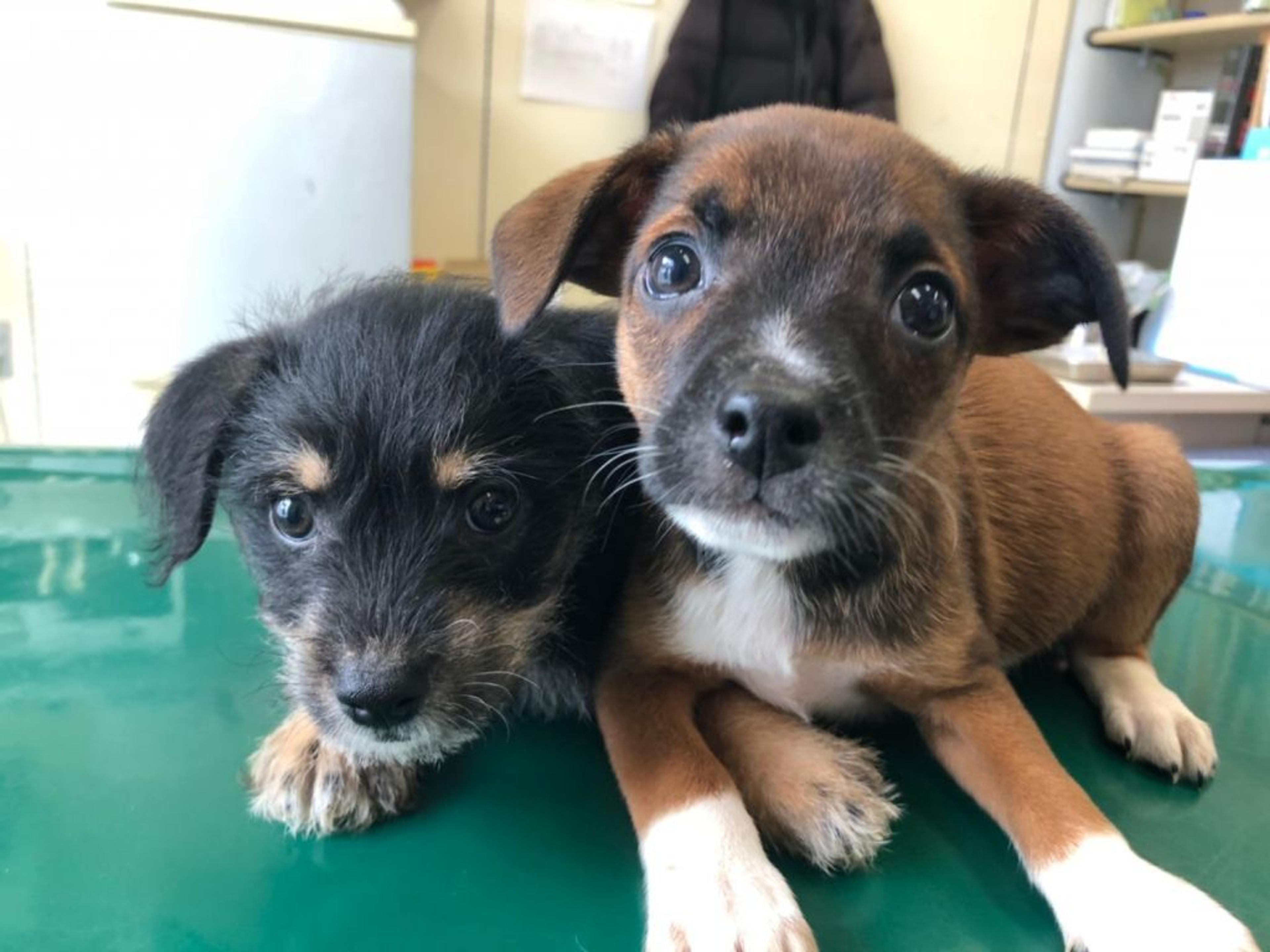 pet-image-3