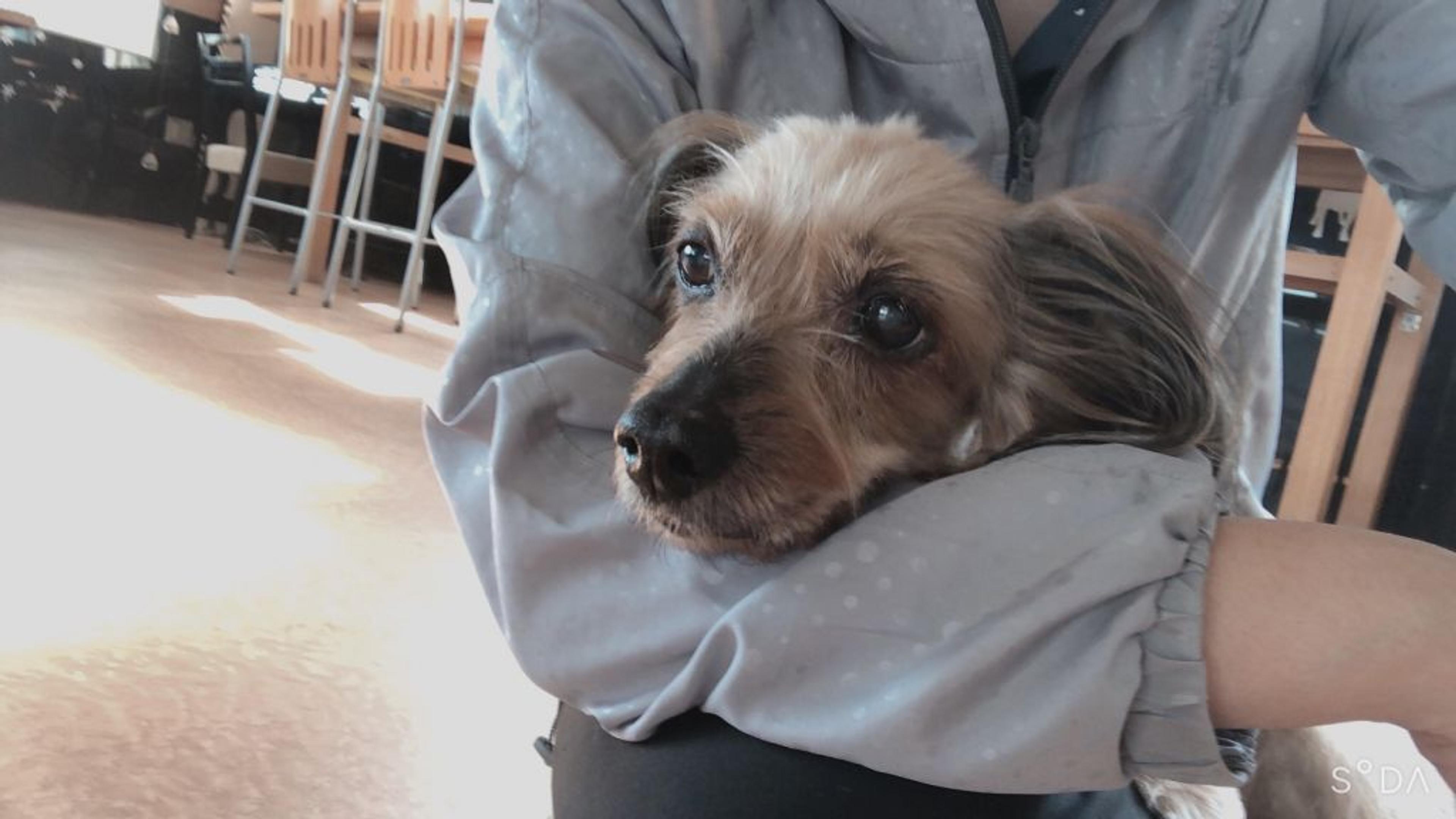 pet-image-6