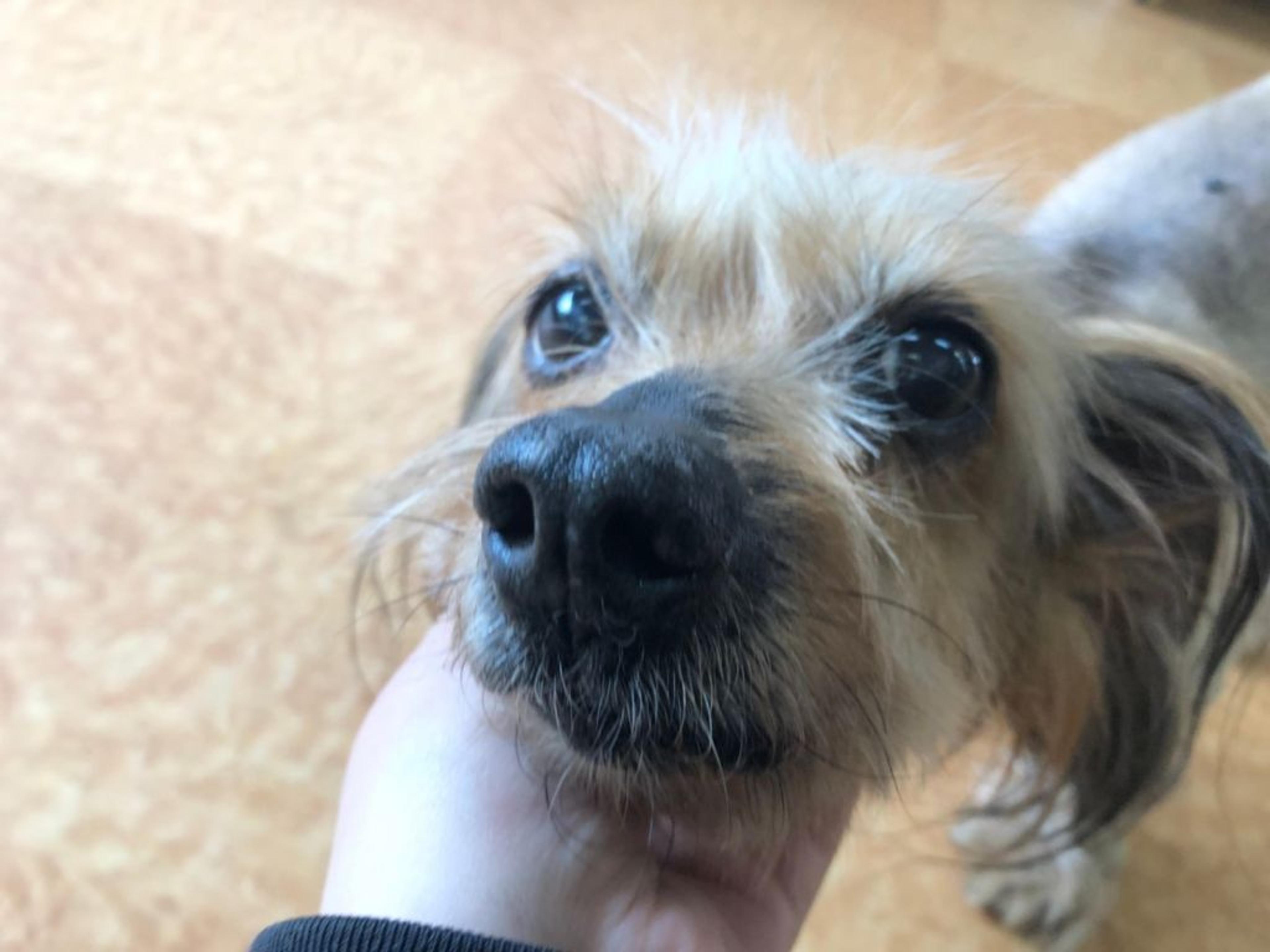 pet-image-4