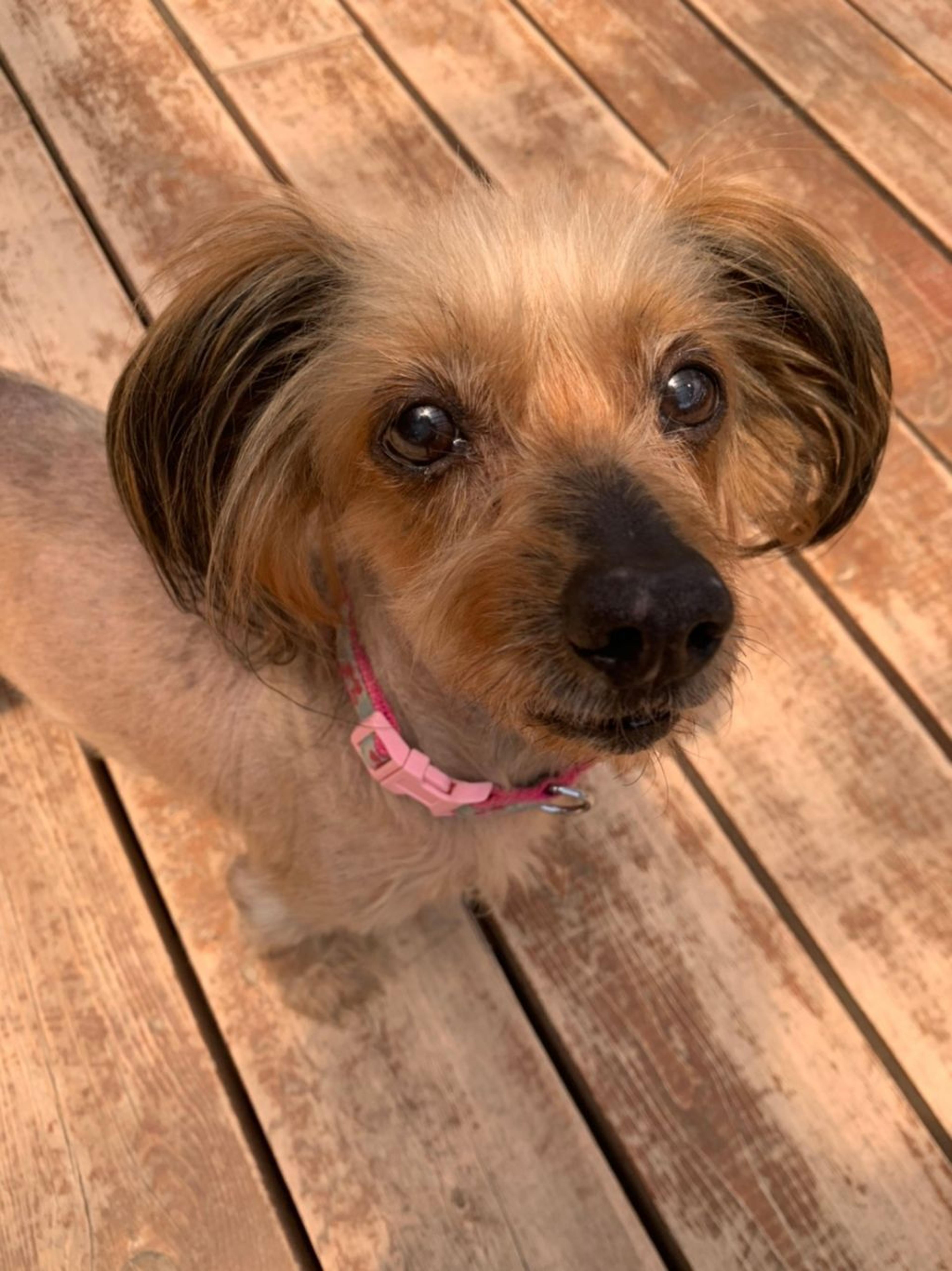 pet-image-7