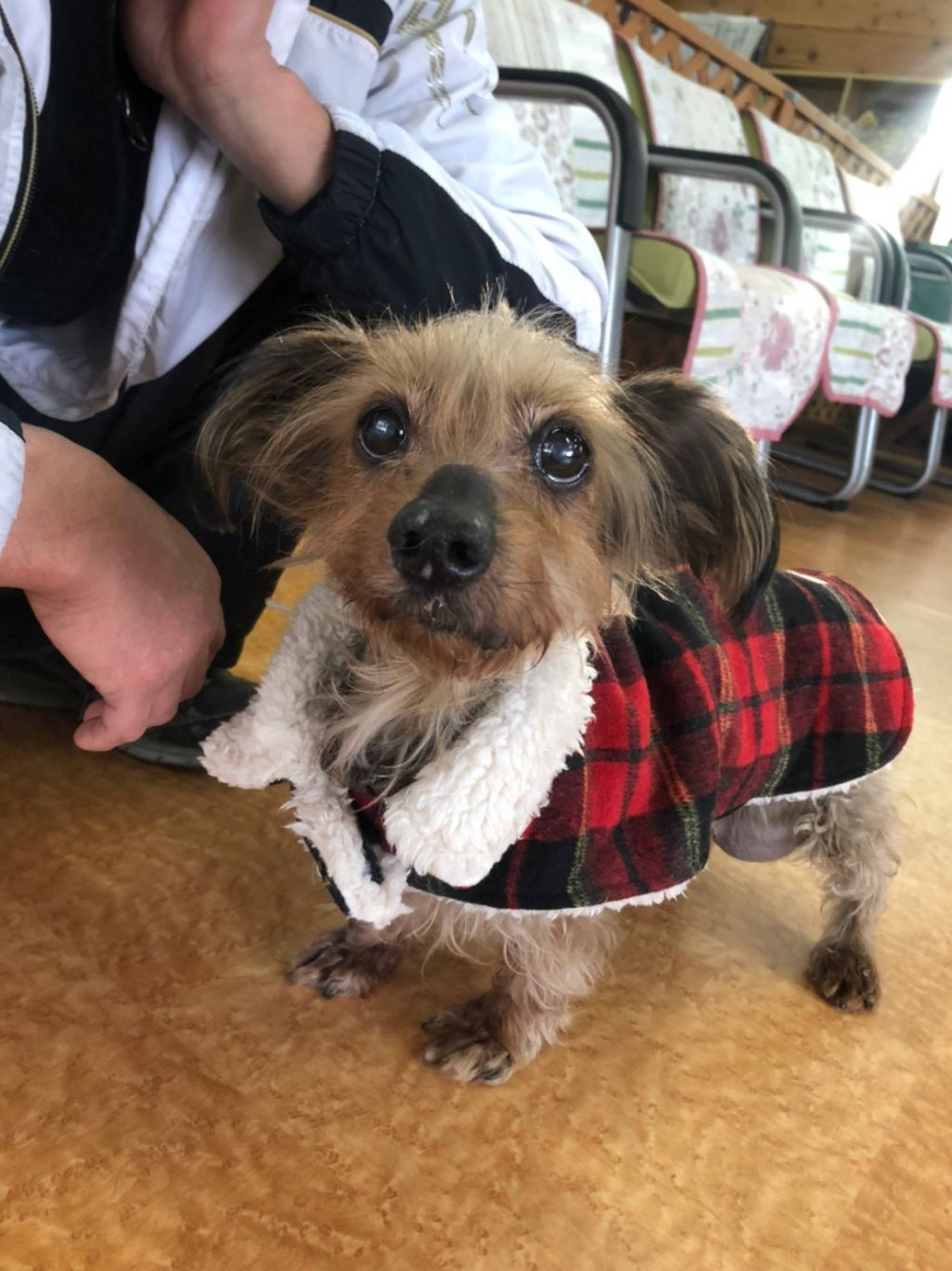 雑種（ミックス犬）・メスの里親募集の写真