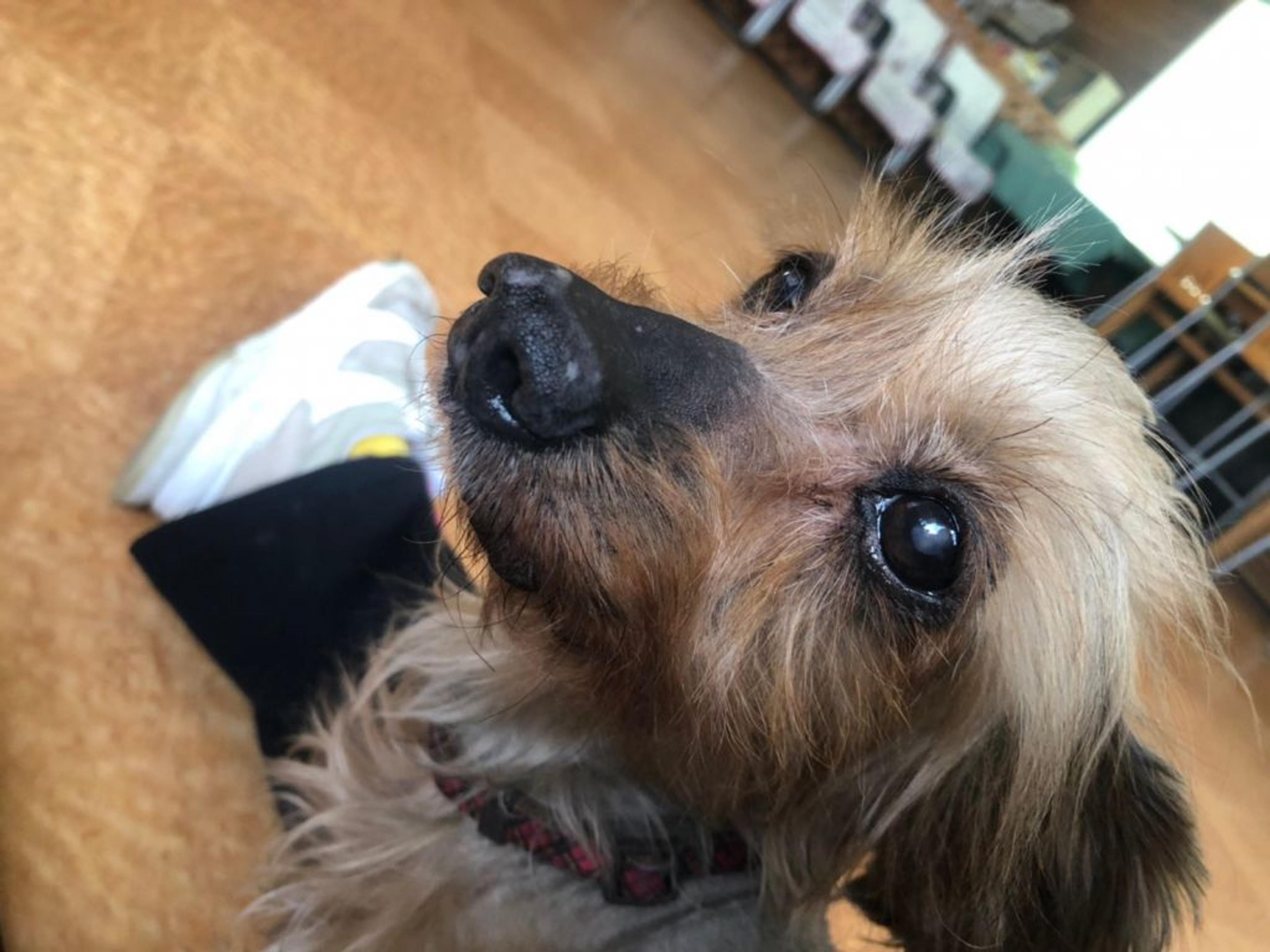 pet-image-3