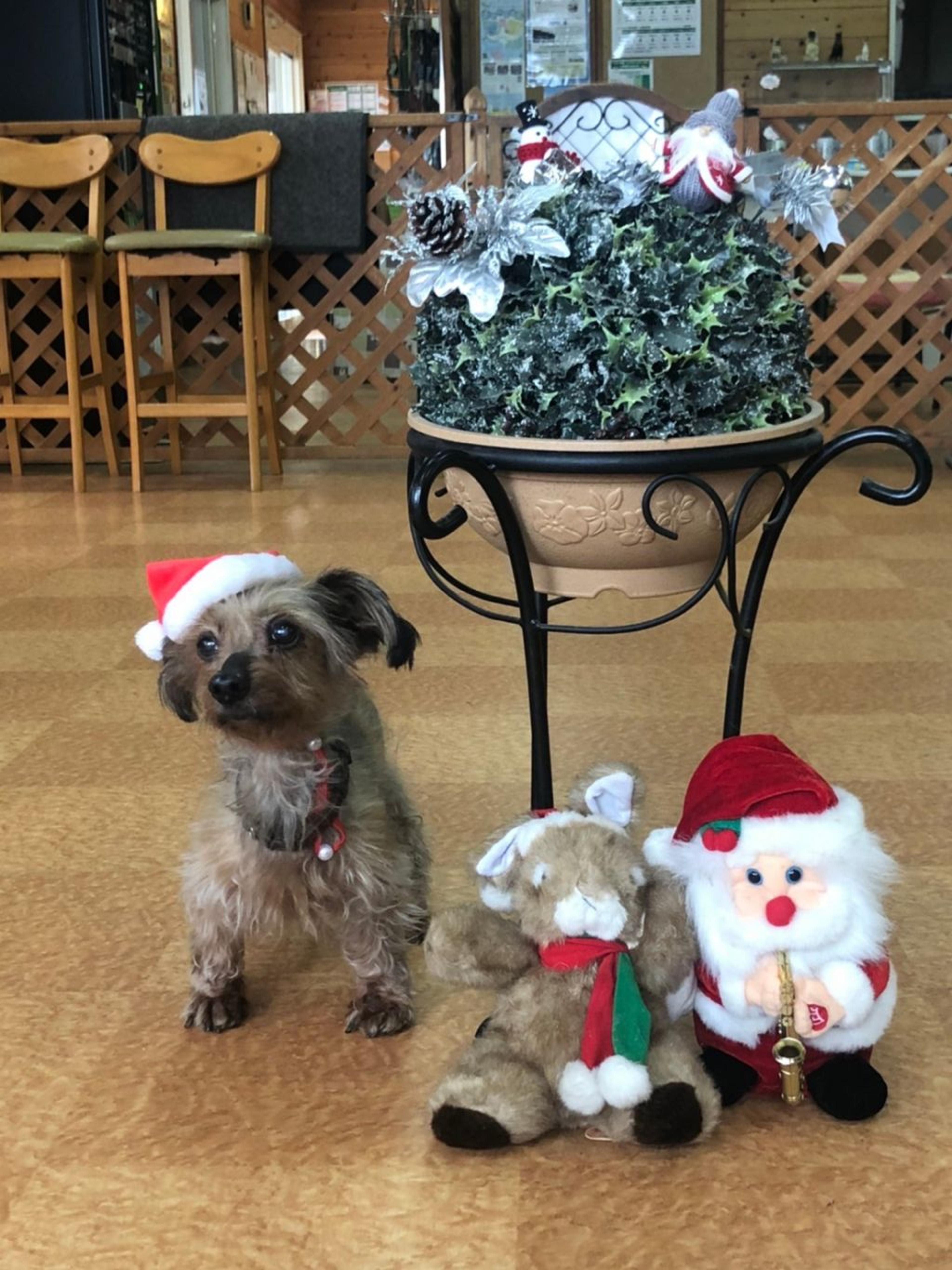 pet-image-5