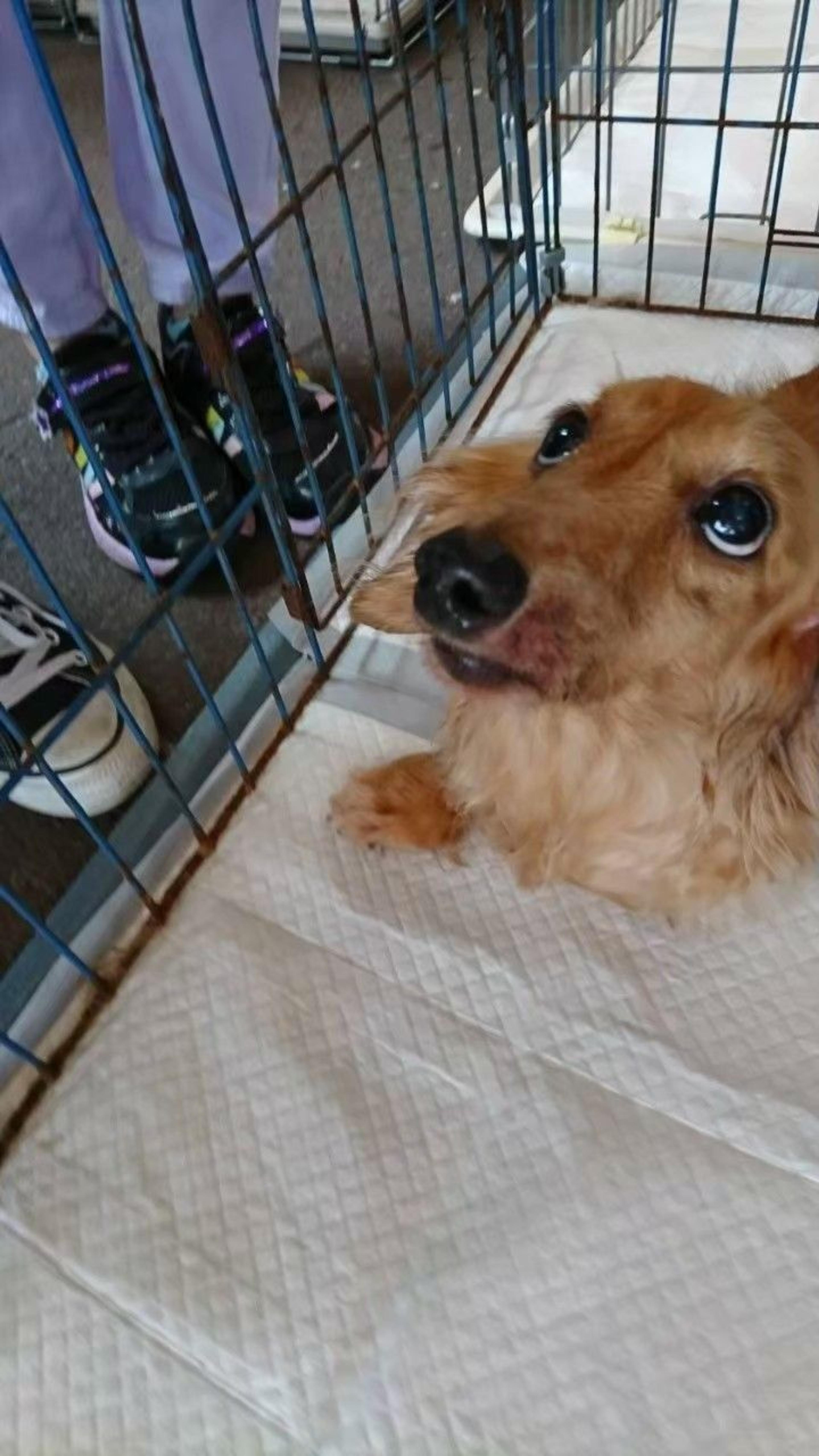 pet-image-2