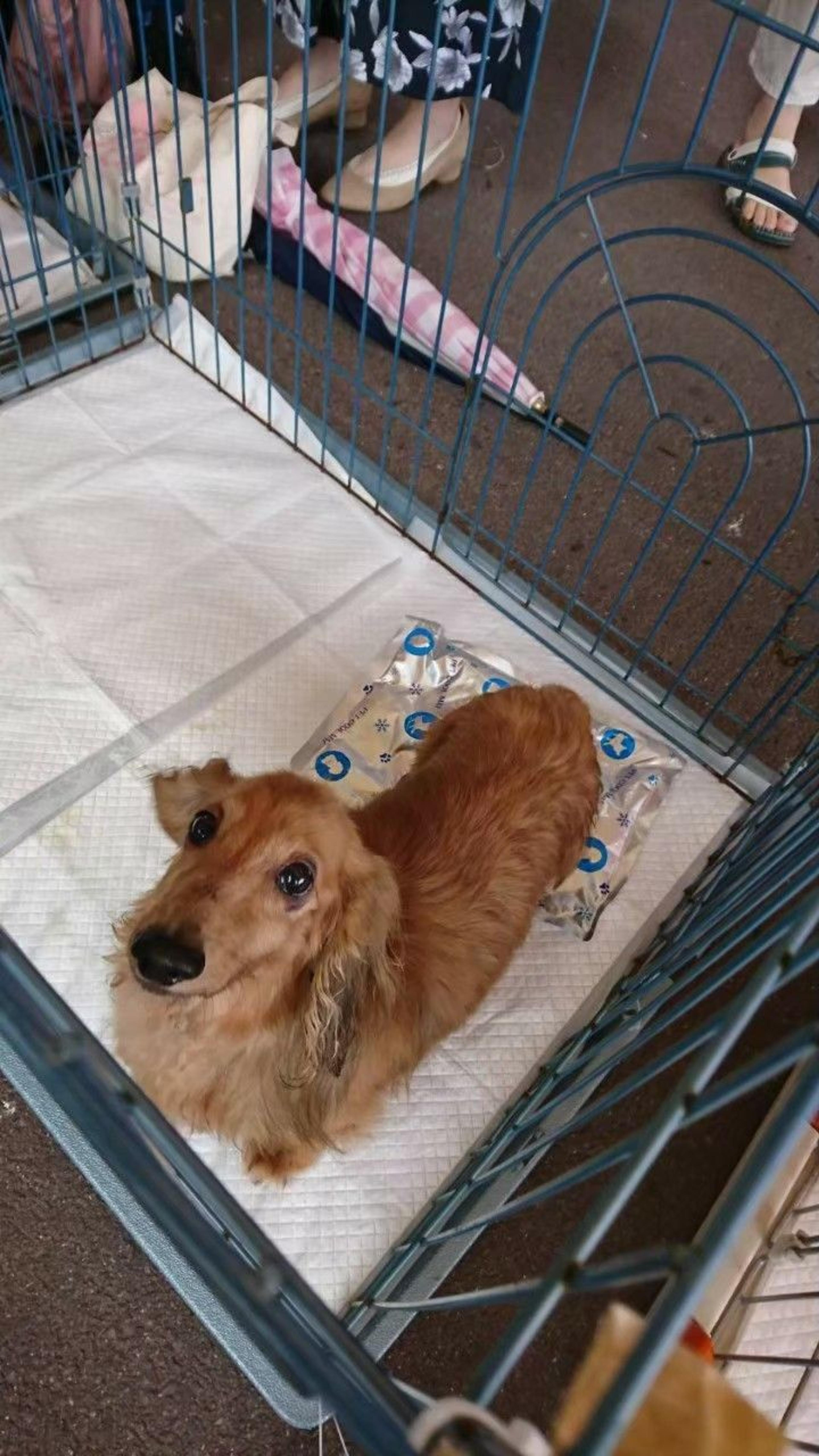 pet-image-3
