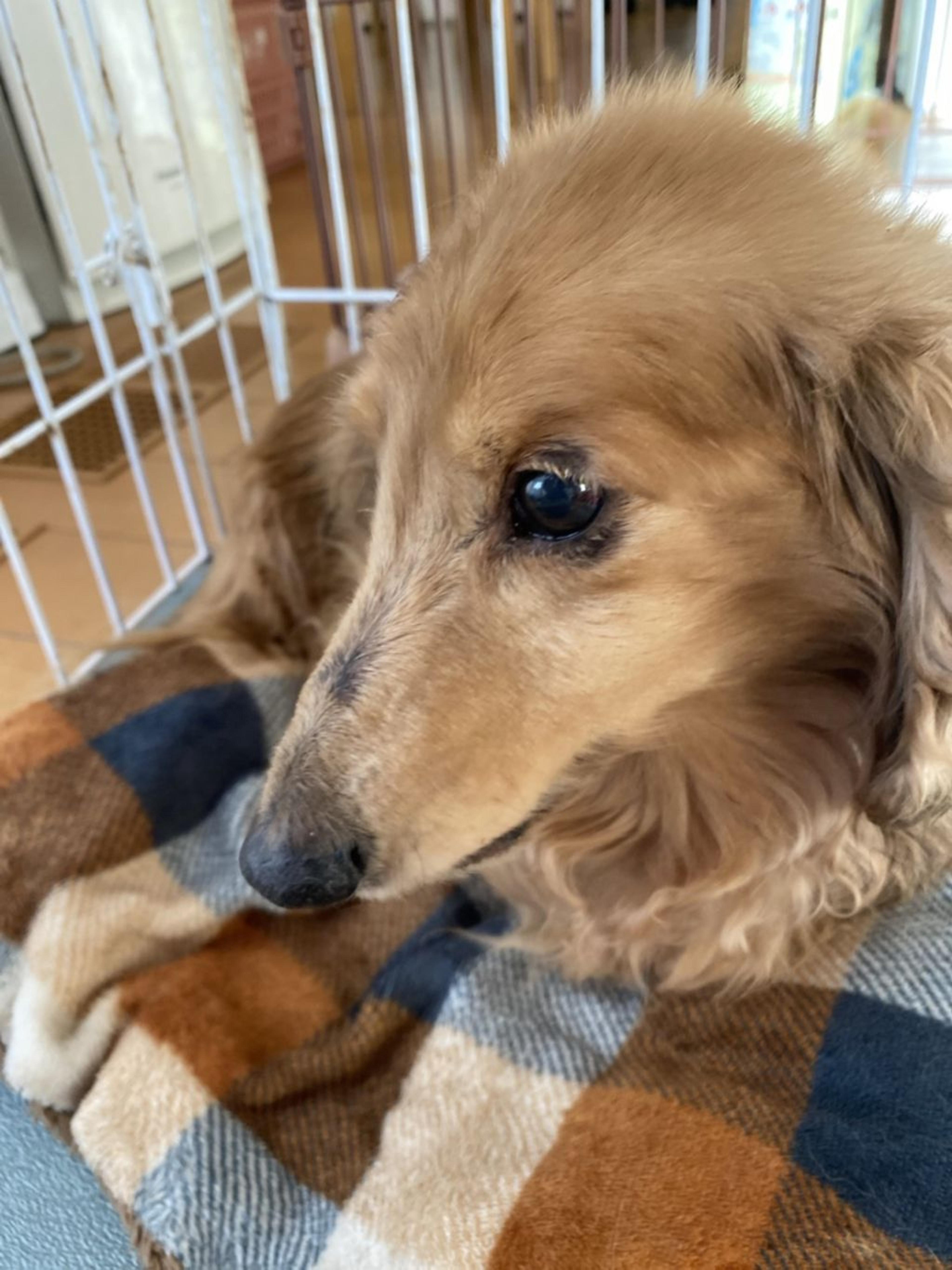 pet-image-5