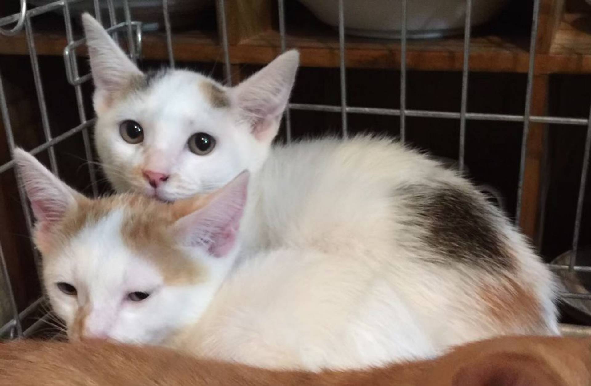 雑種（ミックス猫）・メスの里親募集の写真