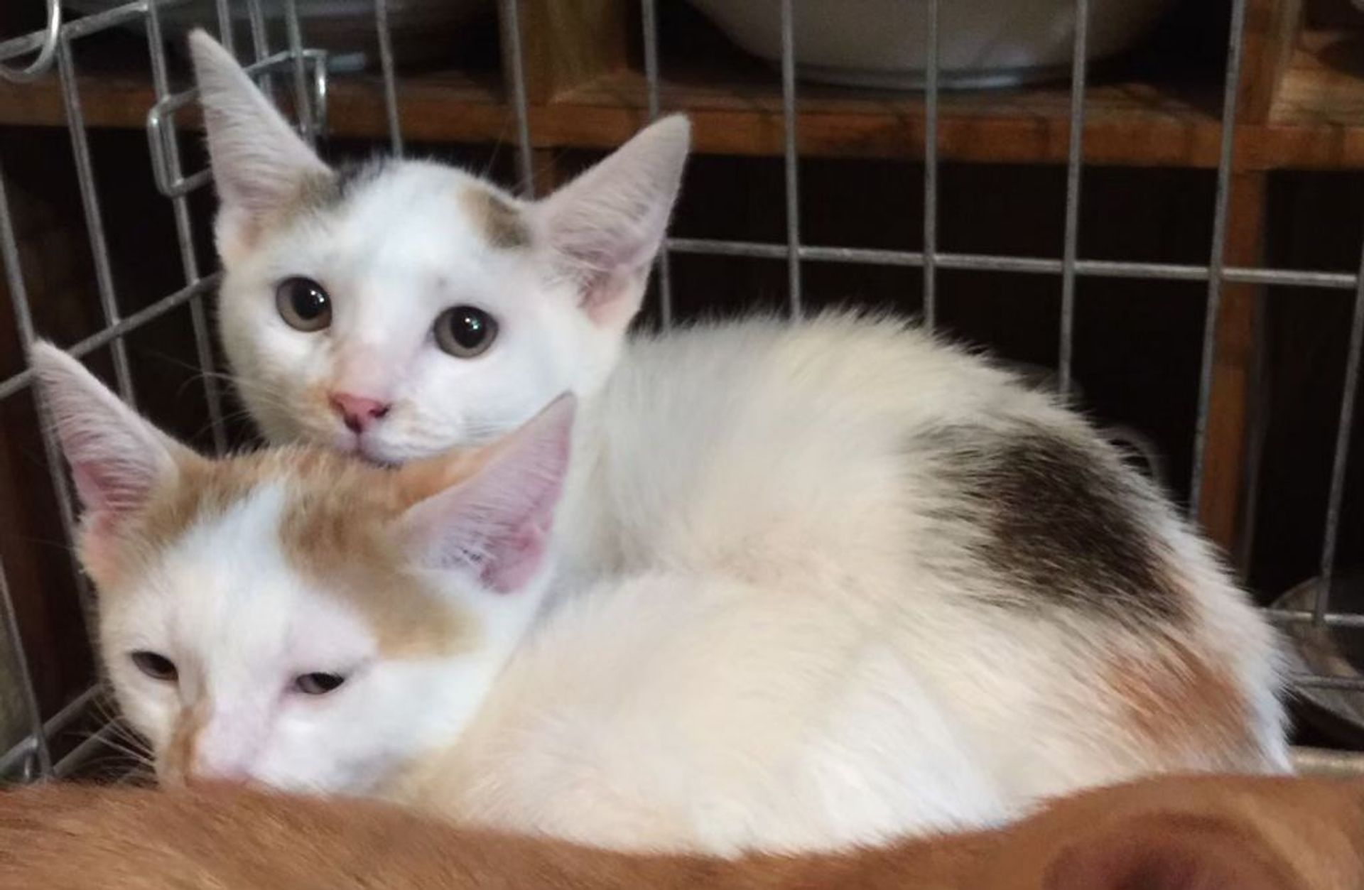 雑種（ミックス猫）・メスの里親募集の写真