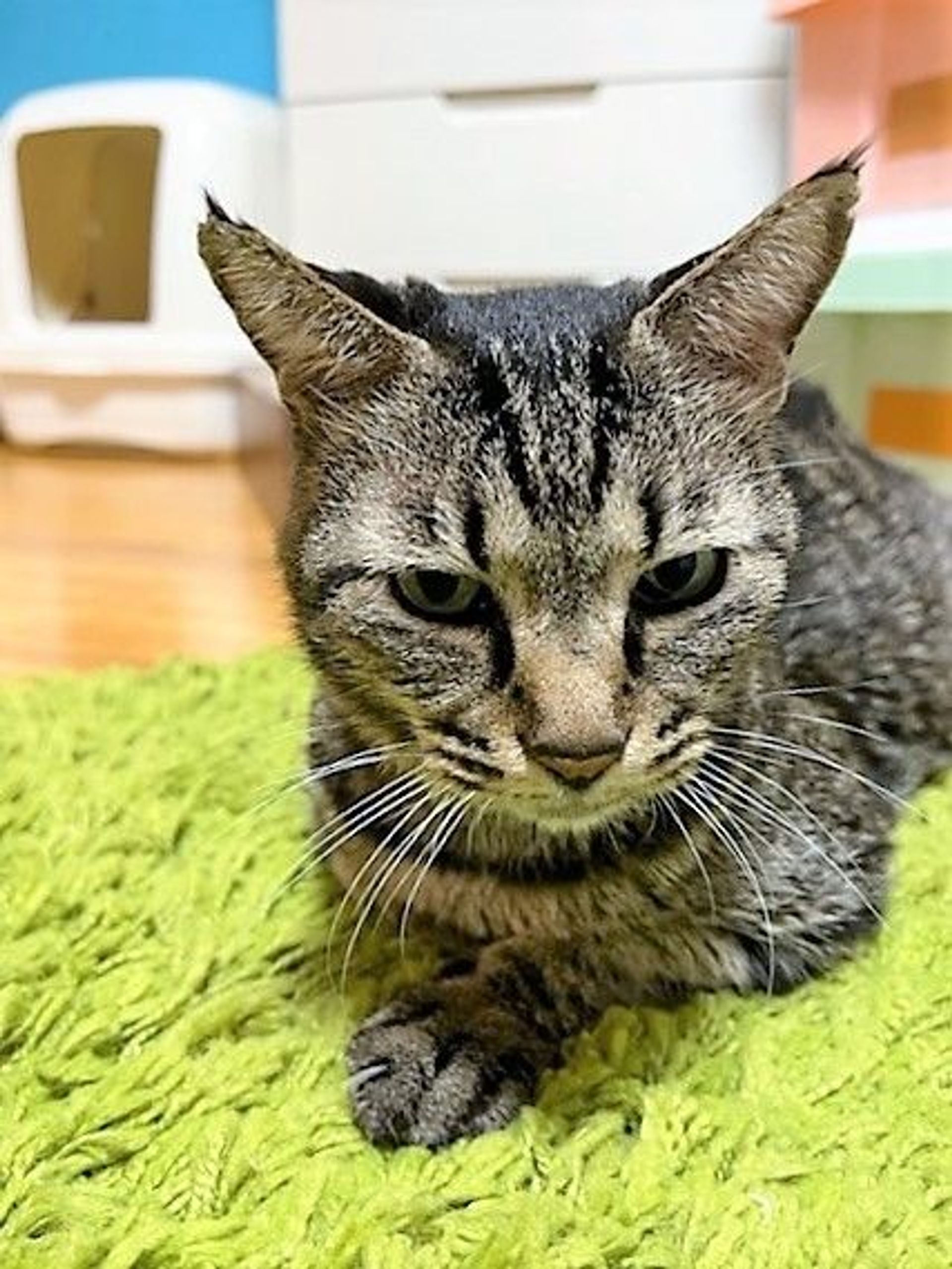 雑種（ミックス猫）・オスの里親募集の写真