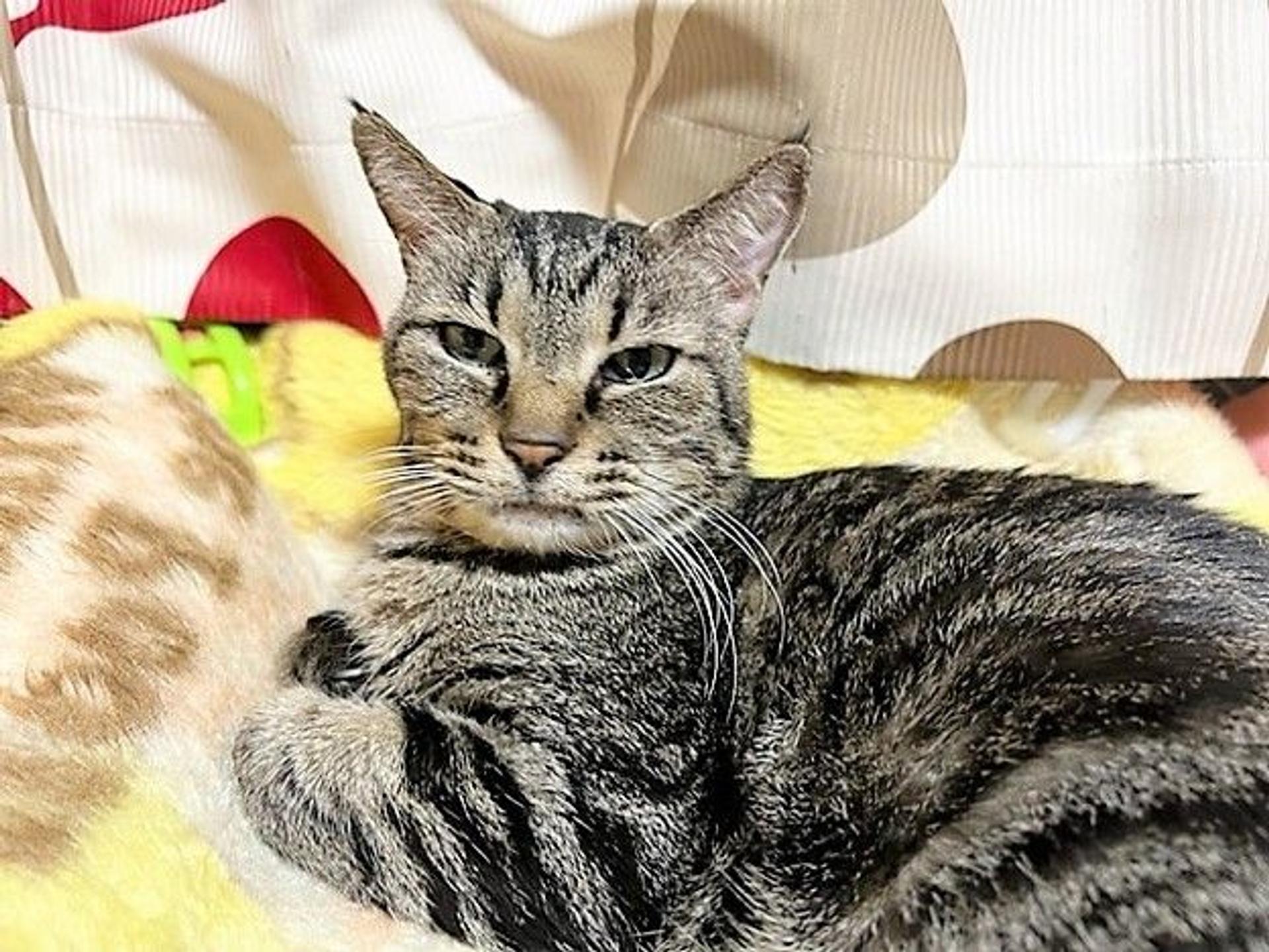 pet-image-6
