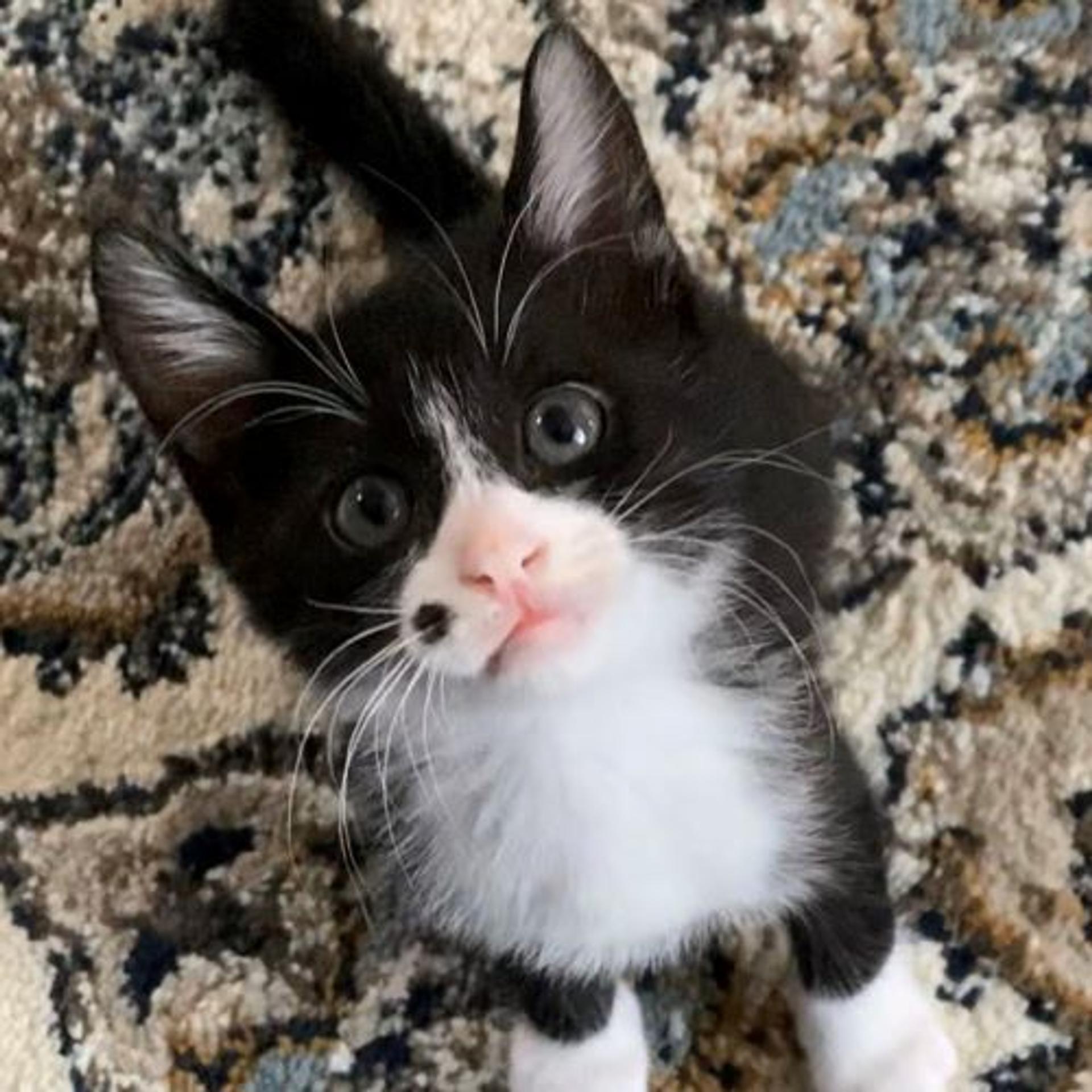 pet-image-2