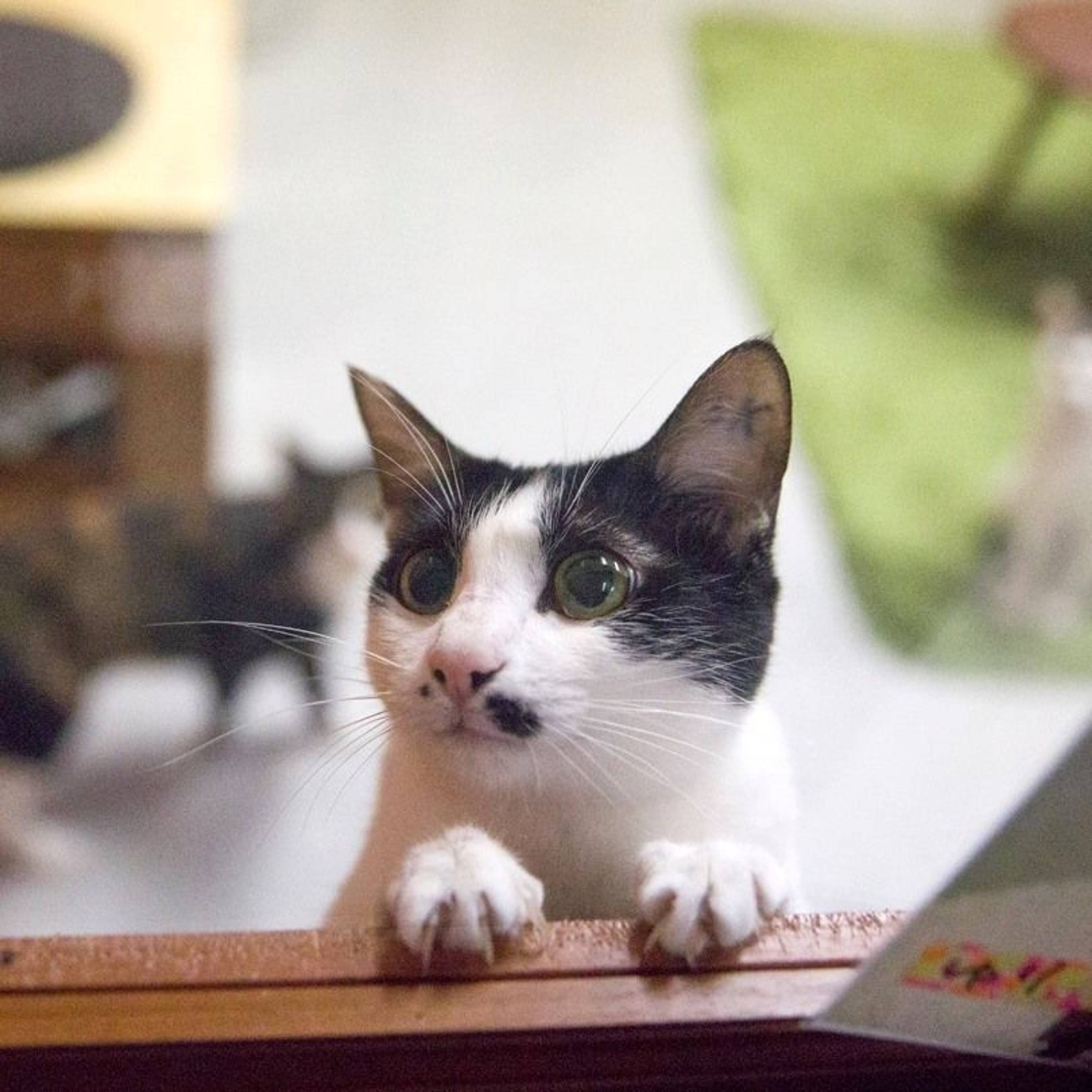 雑種（ミックス猫）・メスの里親募集の写真