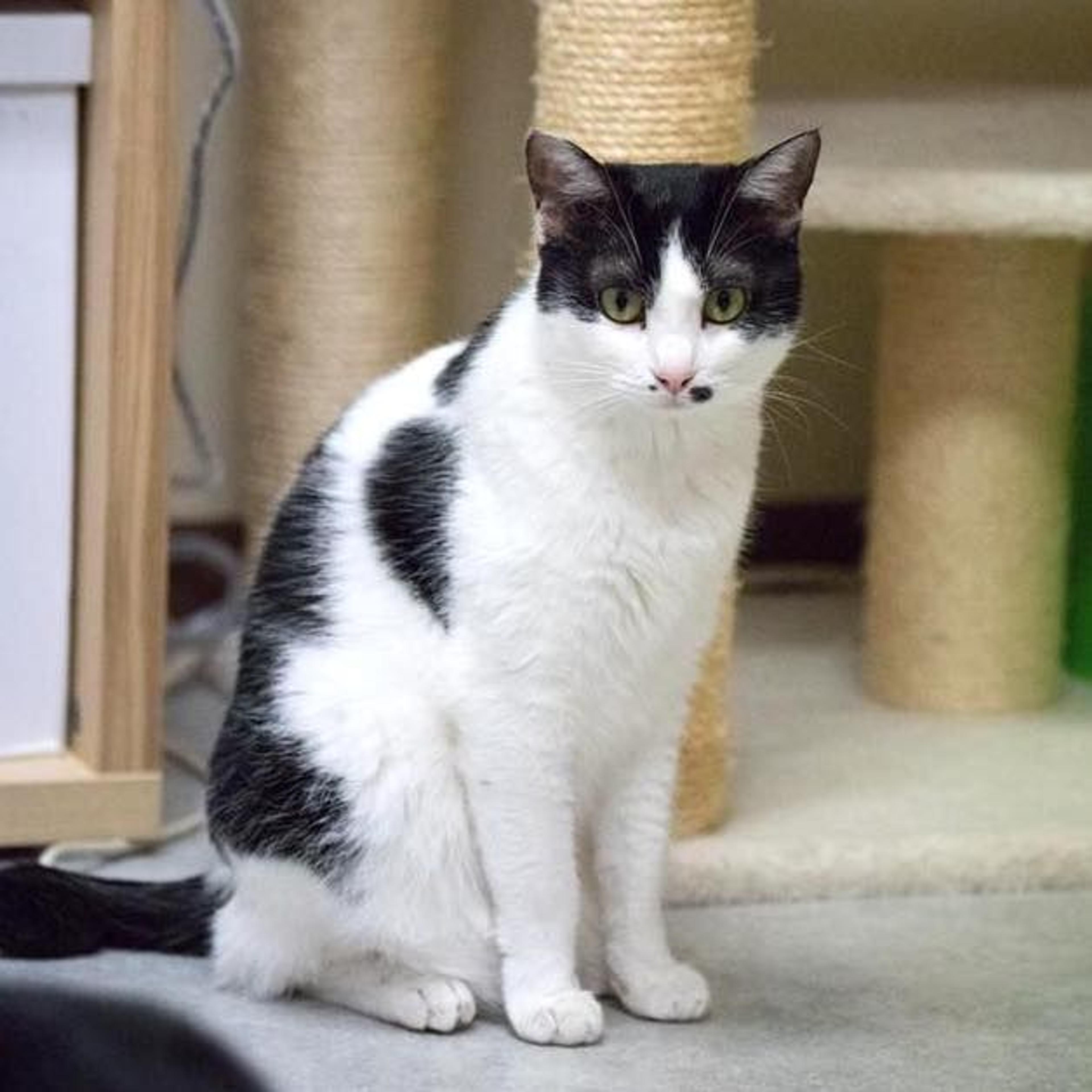 pet-image-3