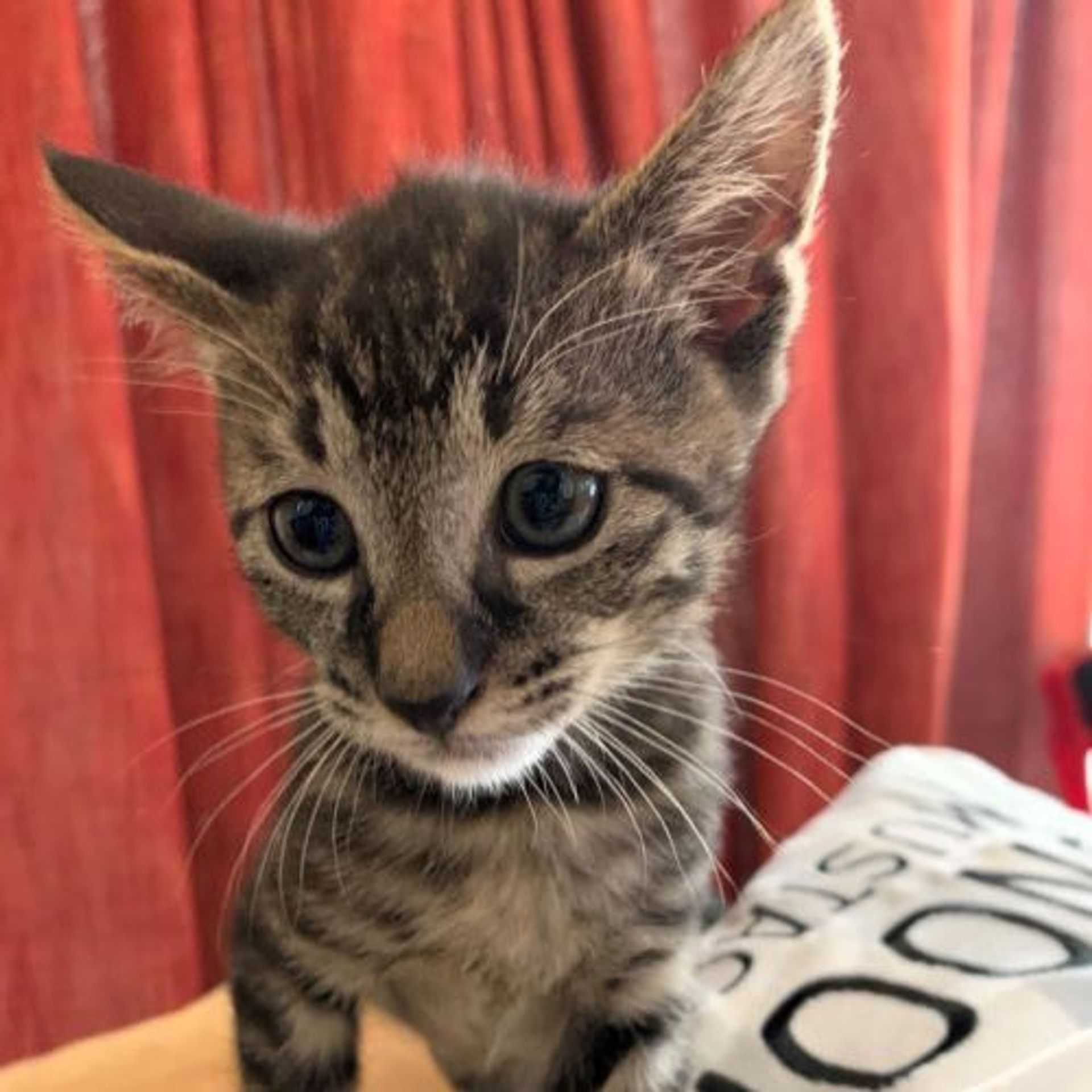 雑種（ミックス猫）・オスの里親募集の写真