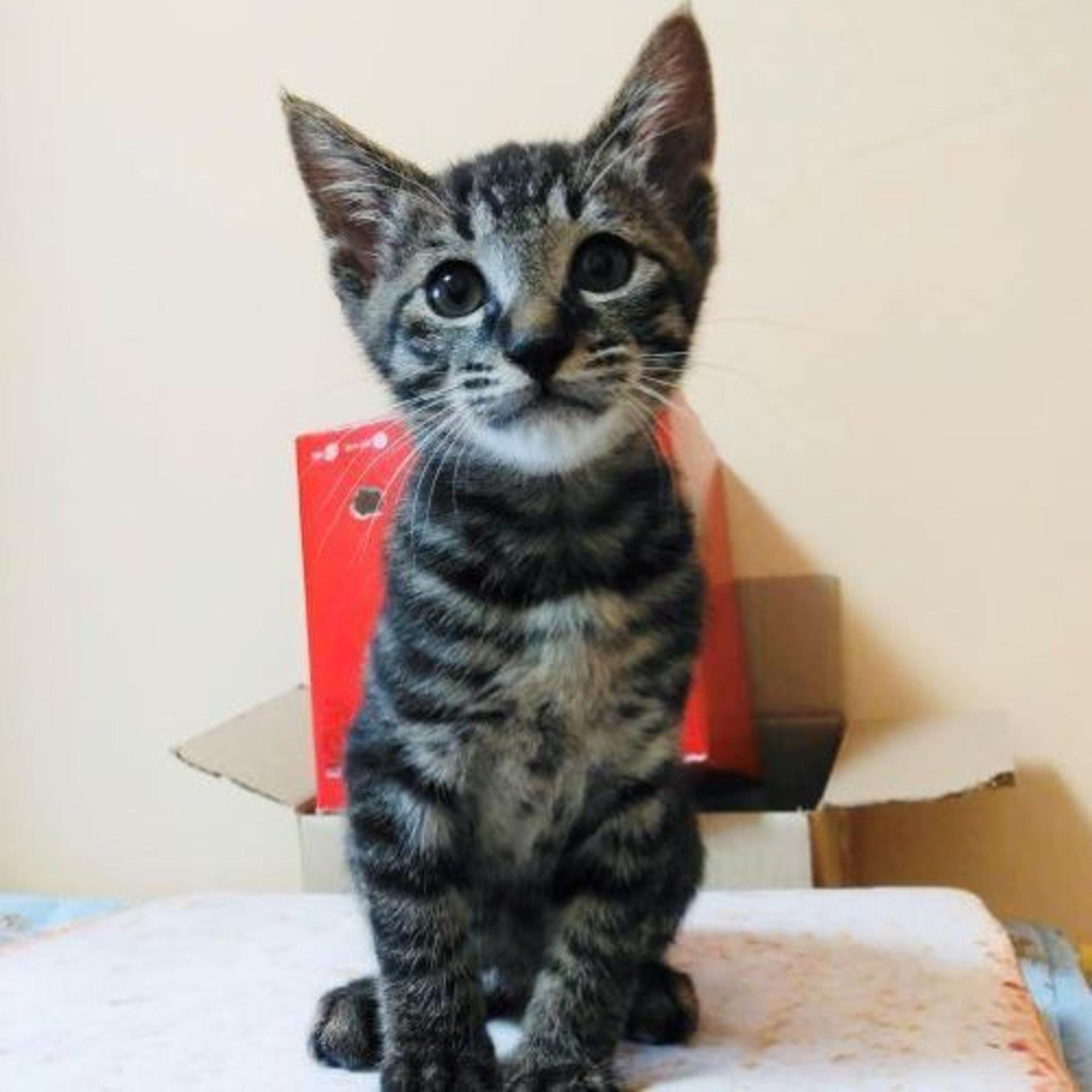 pet-image-2
