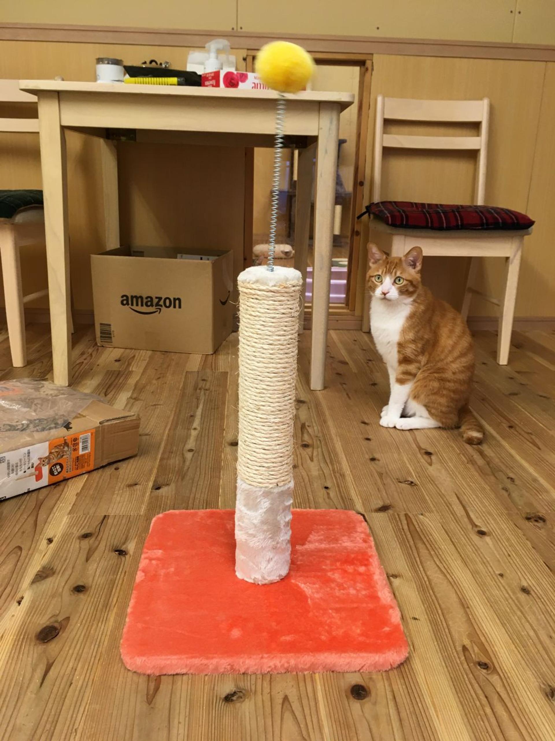 pet-image-4