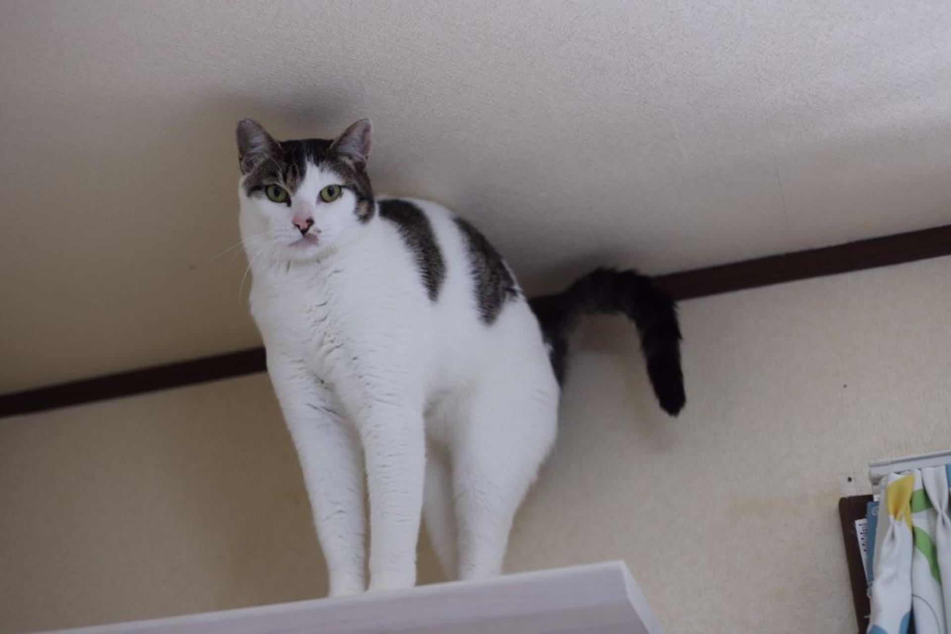 pet-image-5