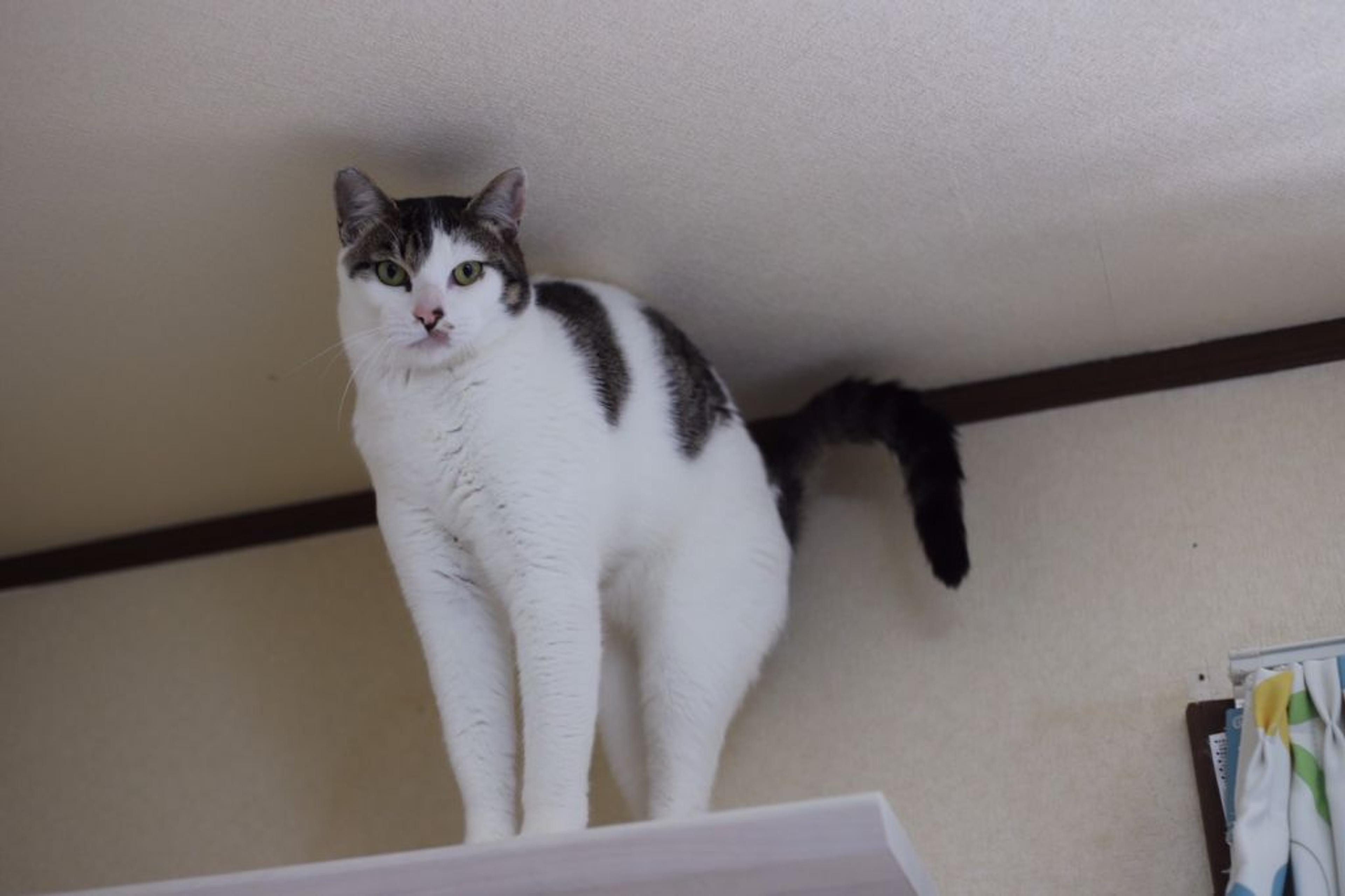 pet-image-5