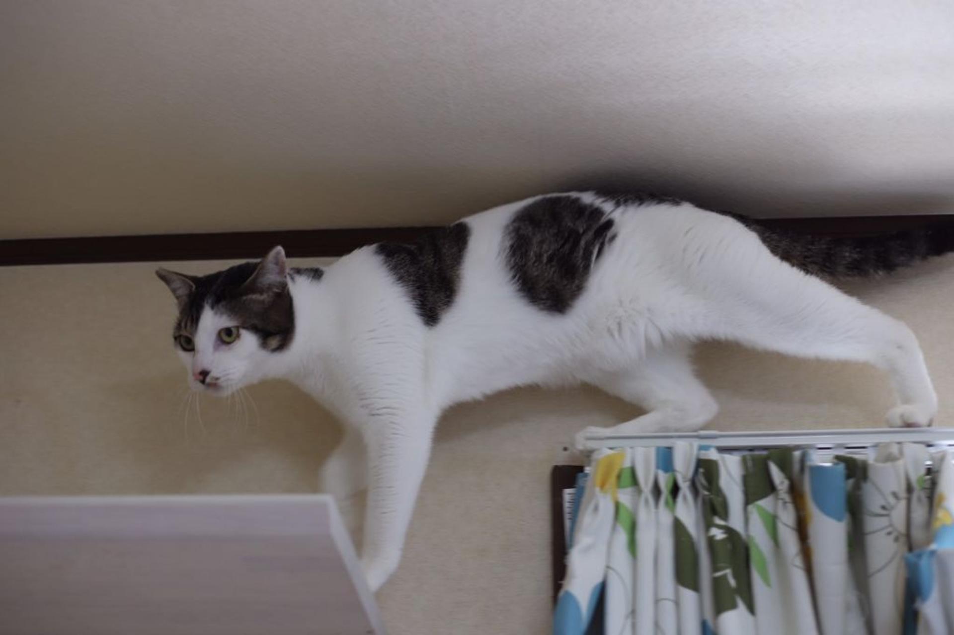 pet-image-6