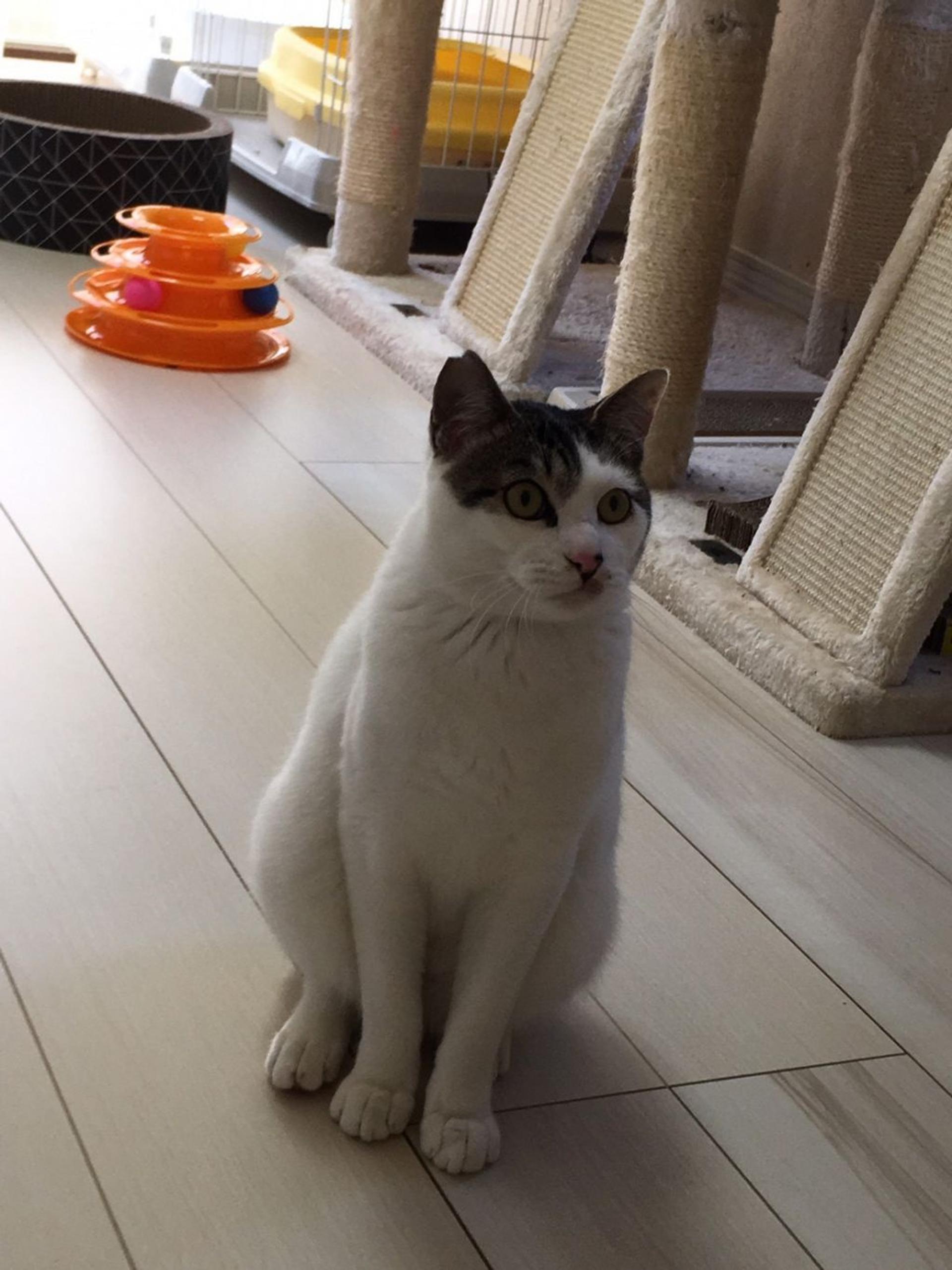 pet-image-8