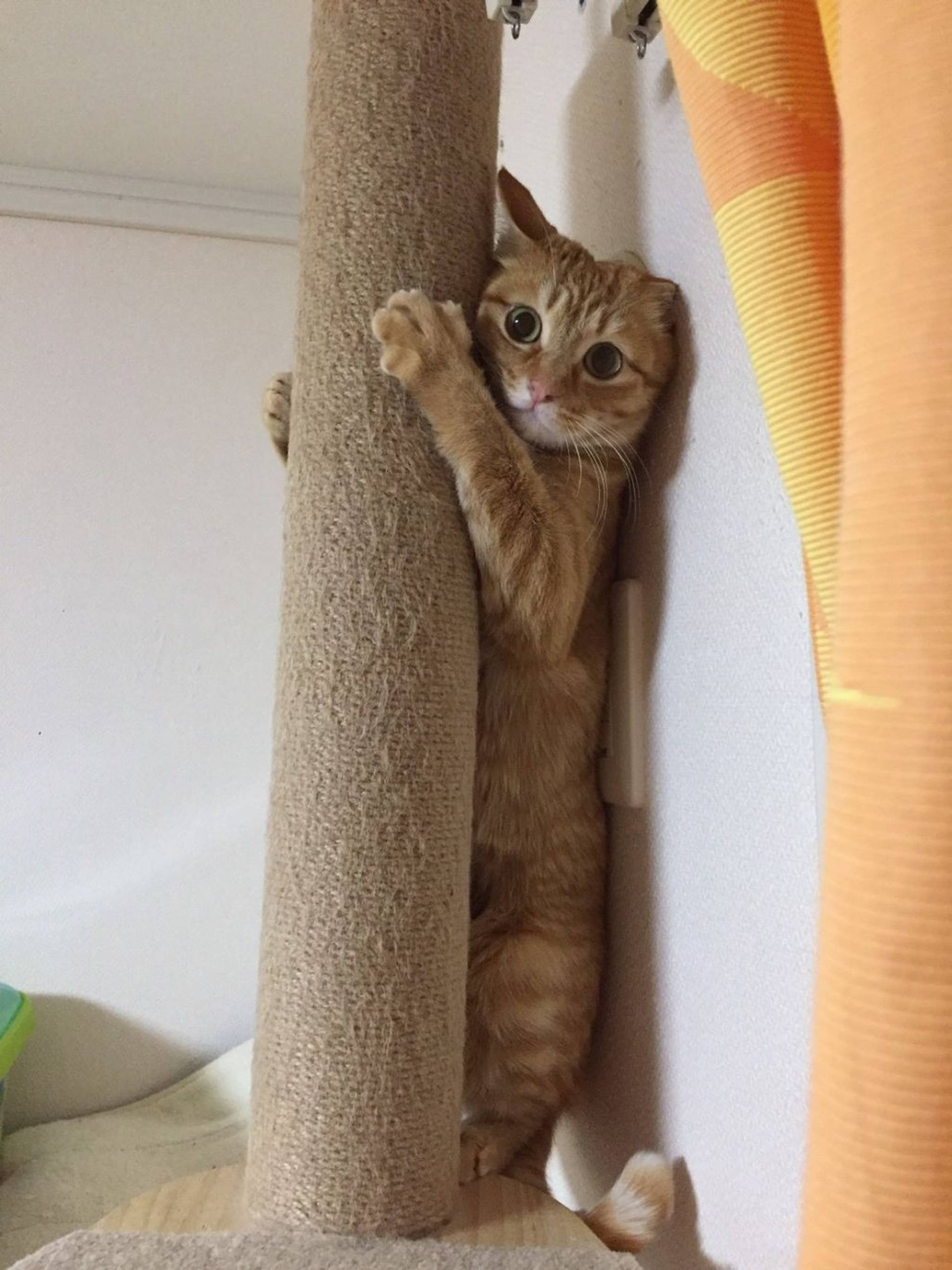 雑種（ミックス猫）・メスの里親募集の写真