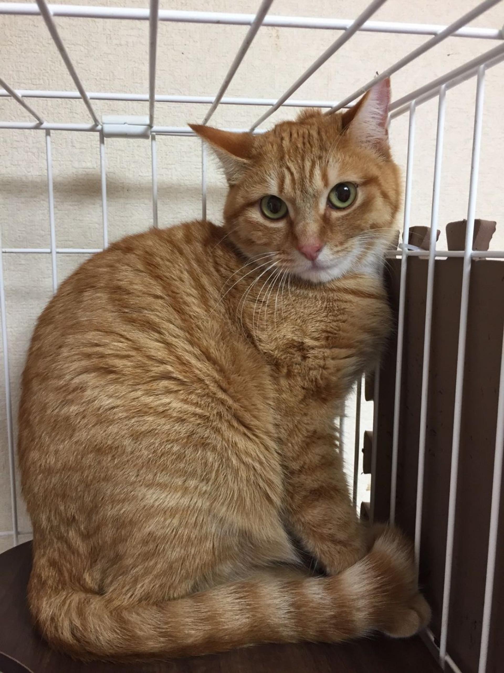pet-image-2