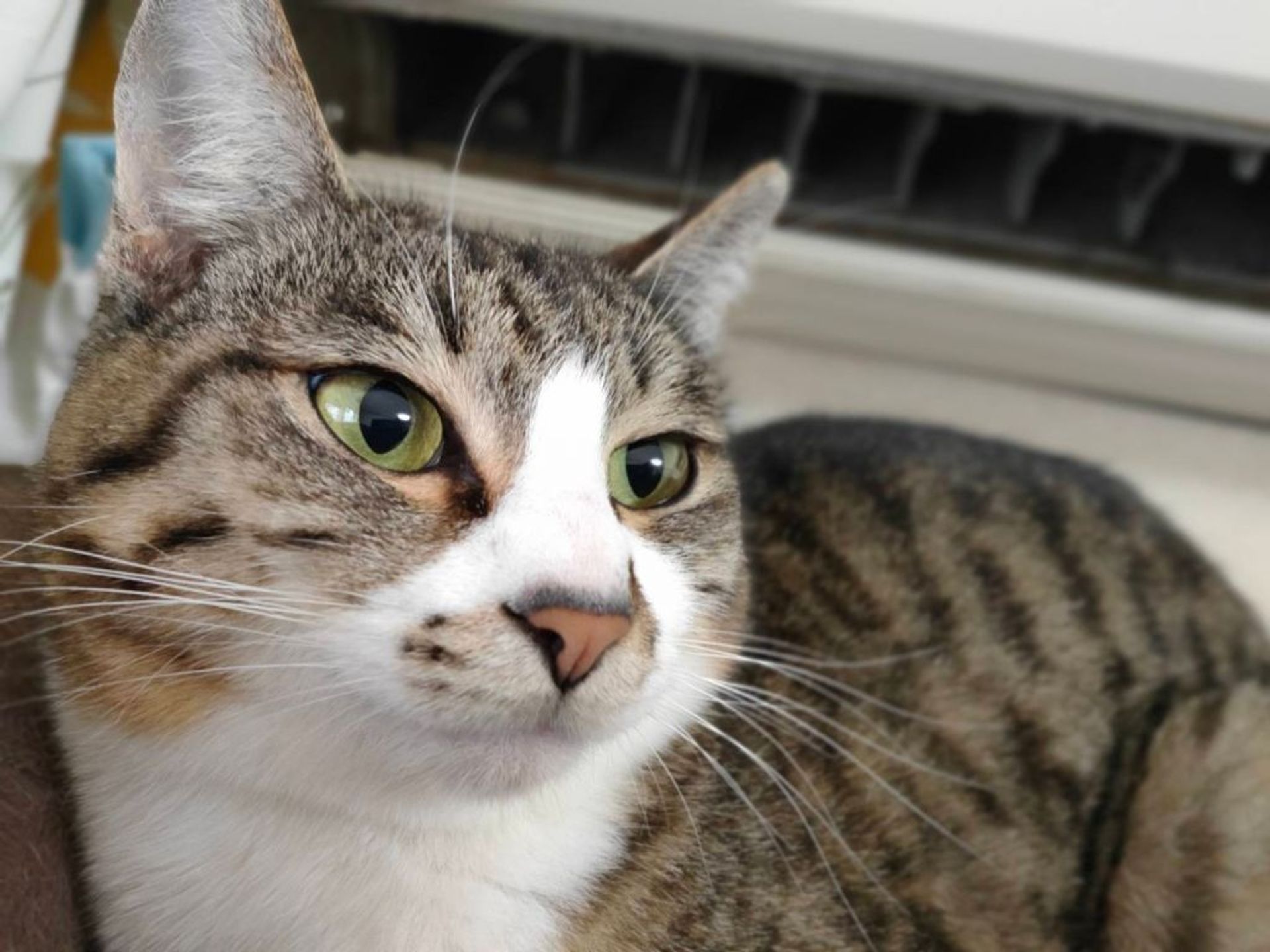 雑種（ミックス猫）・メスの里親募集の写真