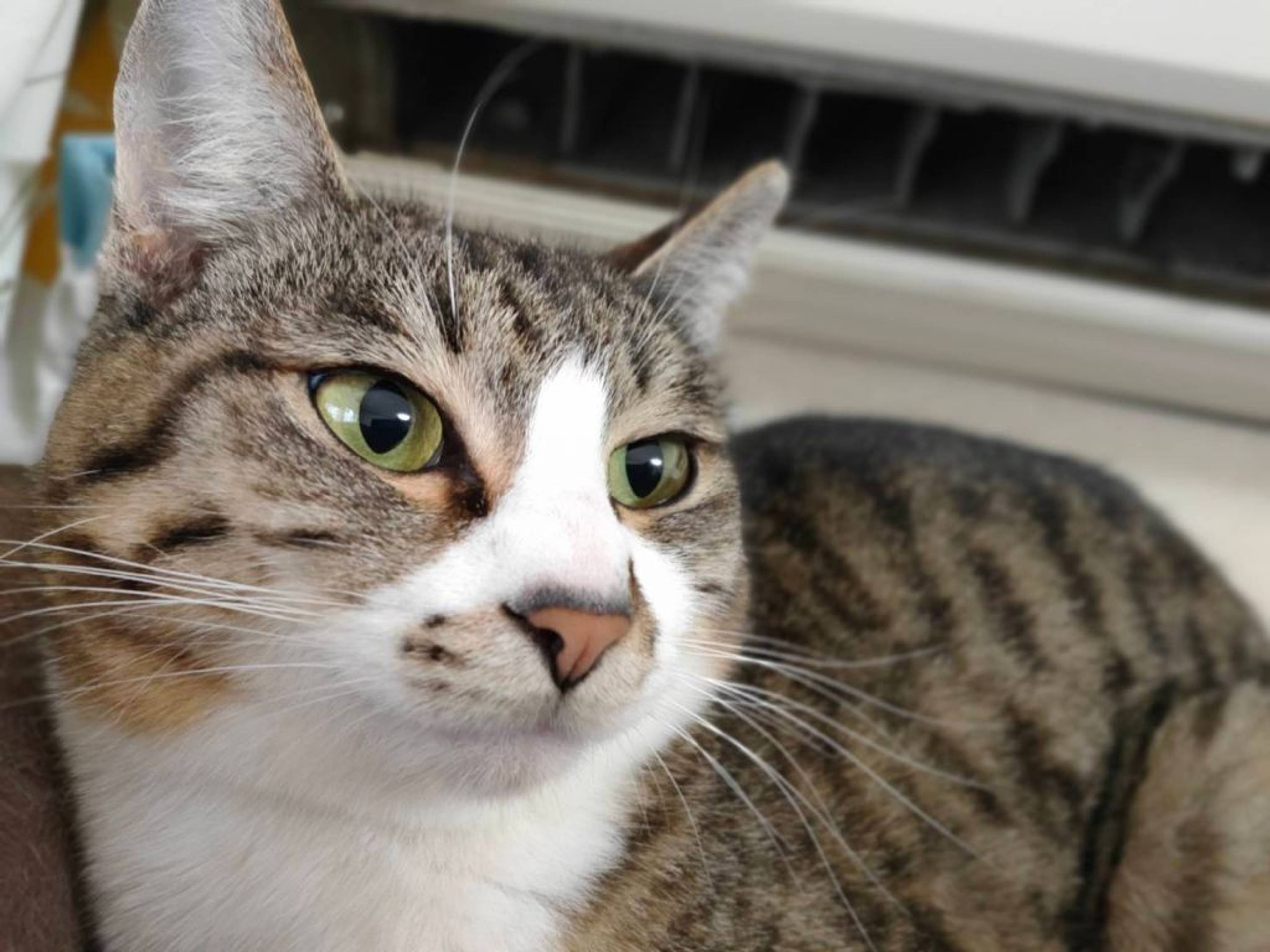 雑種（ミックス猫）・メスの里親募集の写真