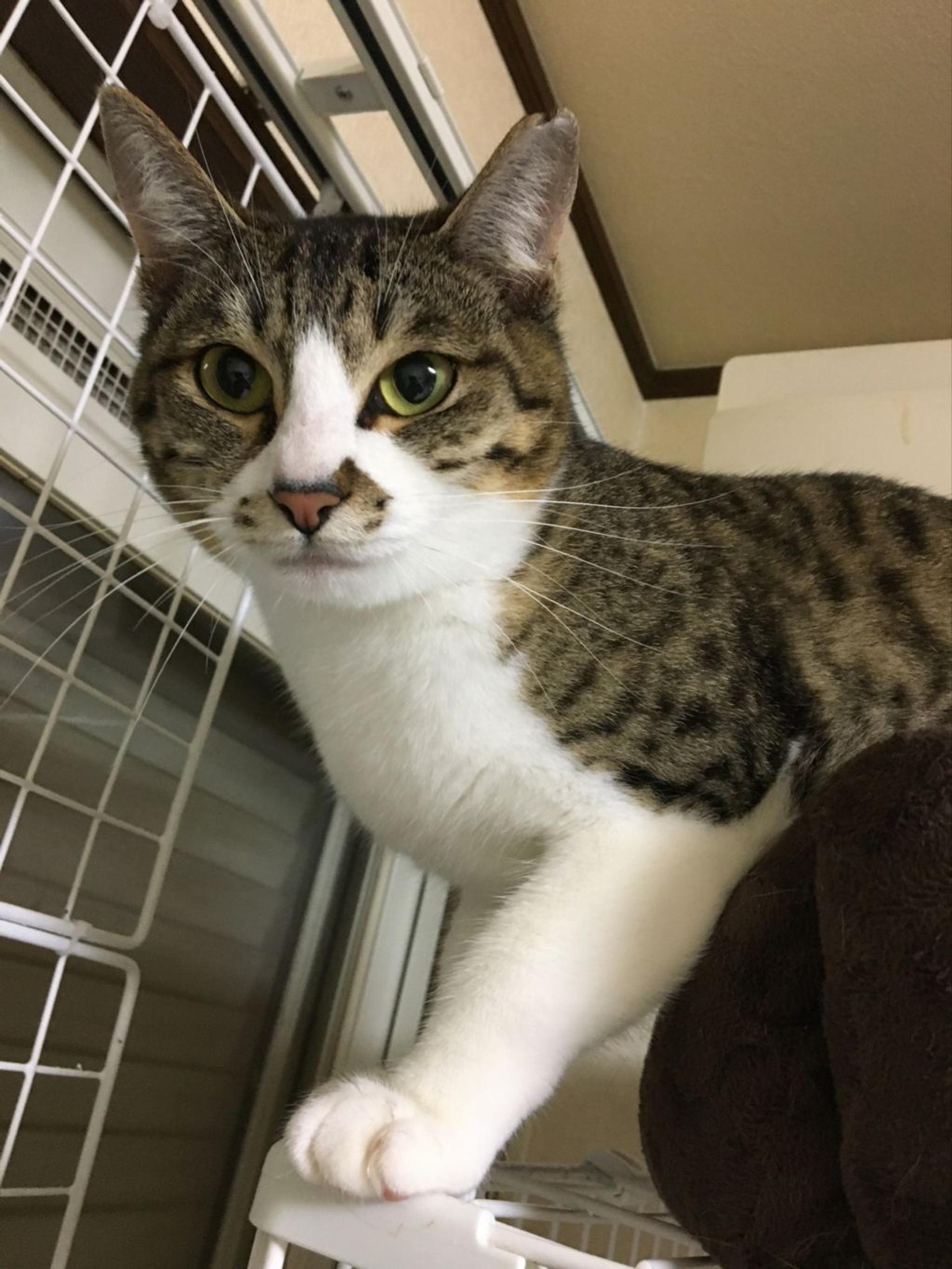 pet-image-2