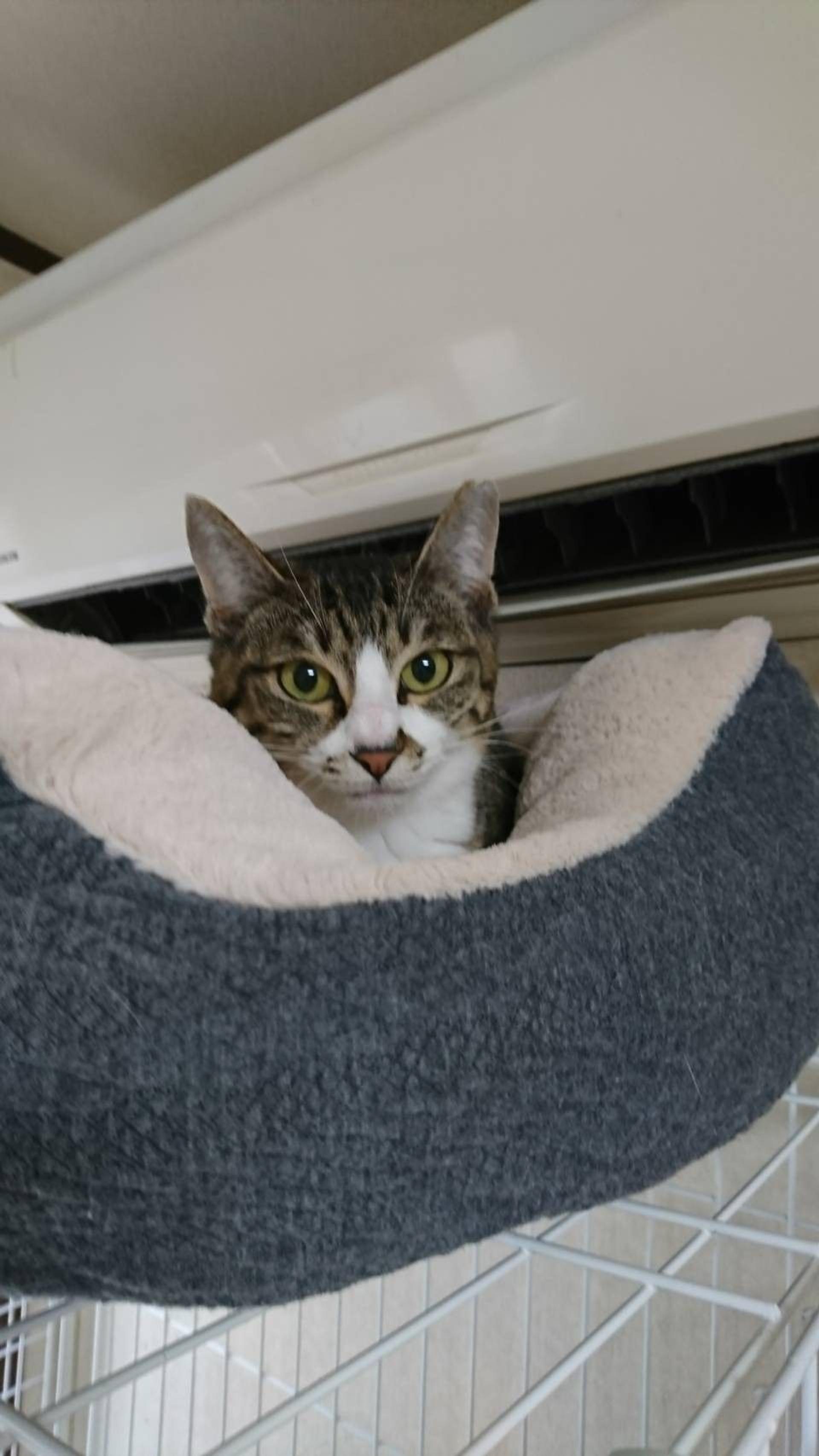 pet-image-3