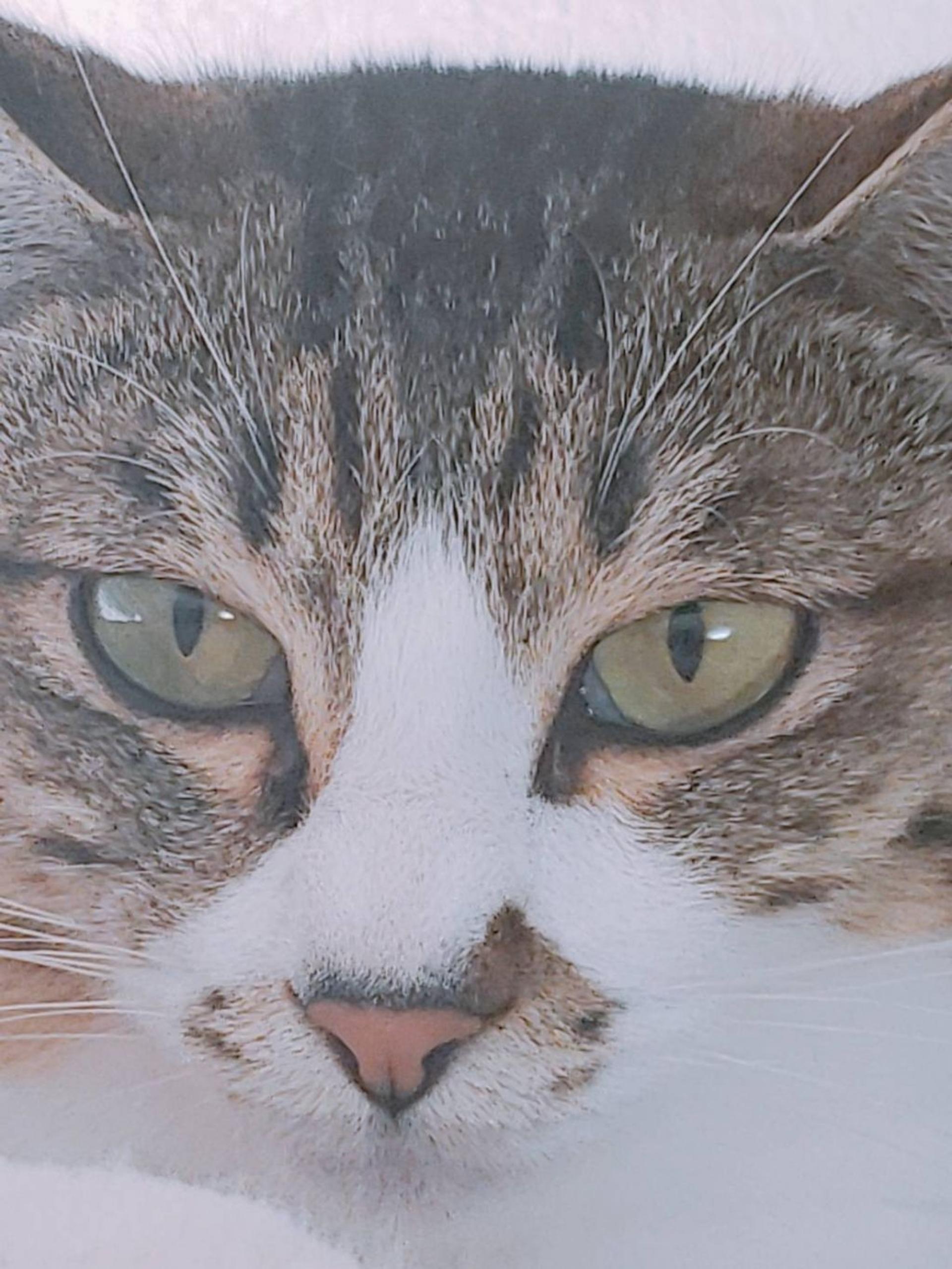 pet-image-4