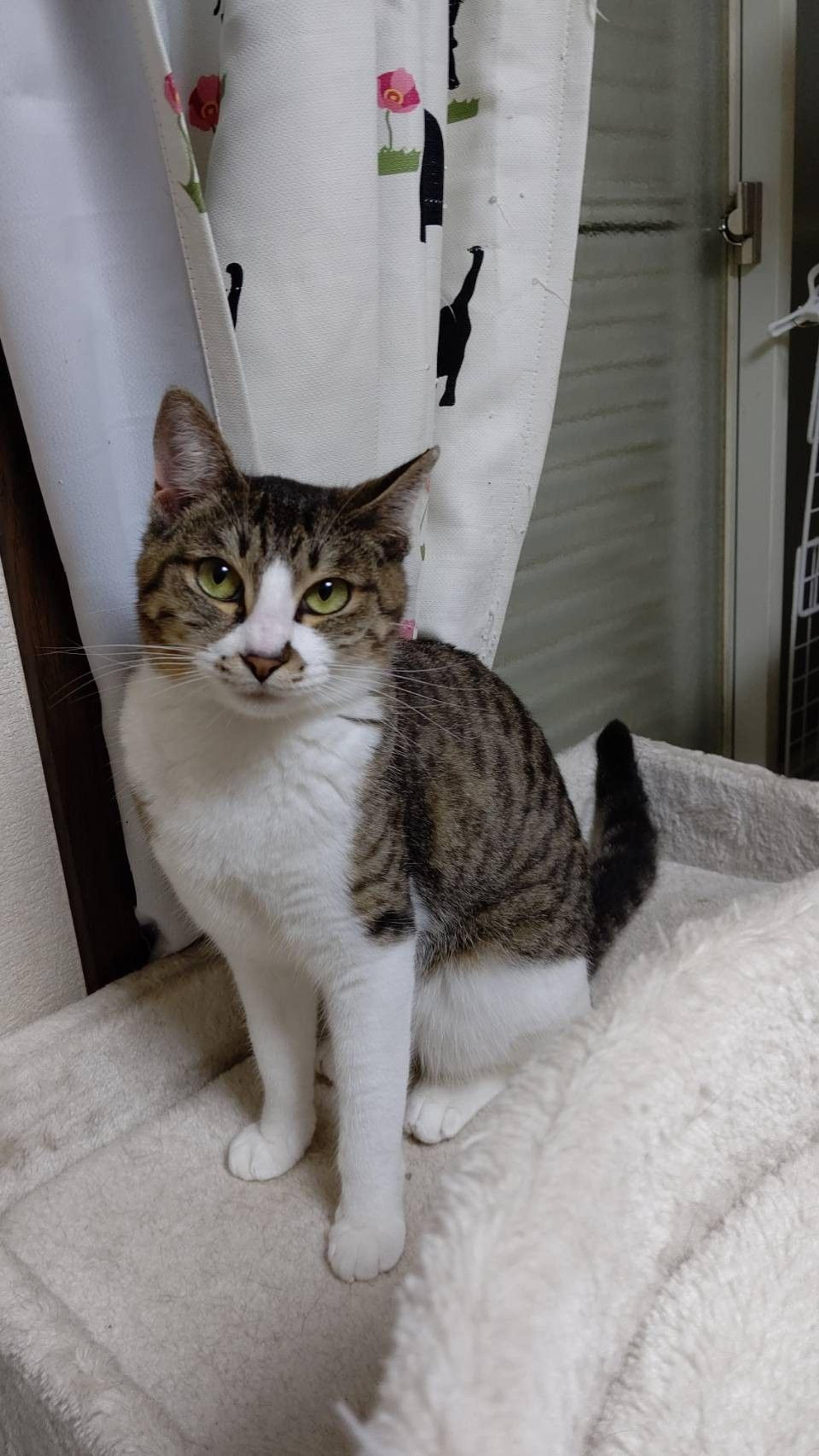 pet-image-5