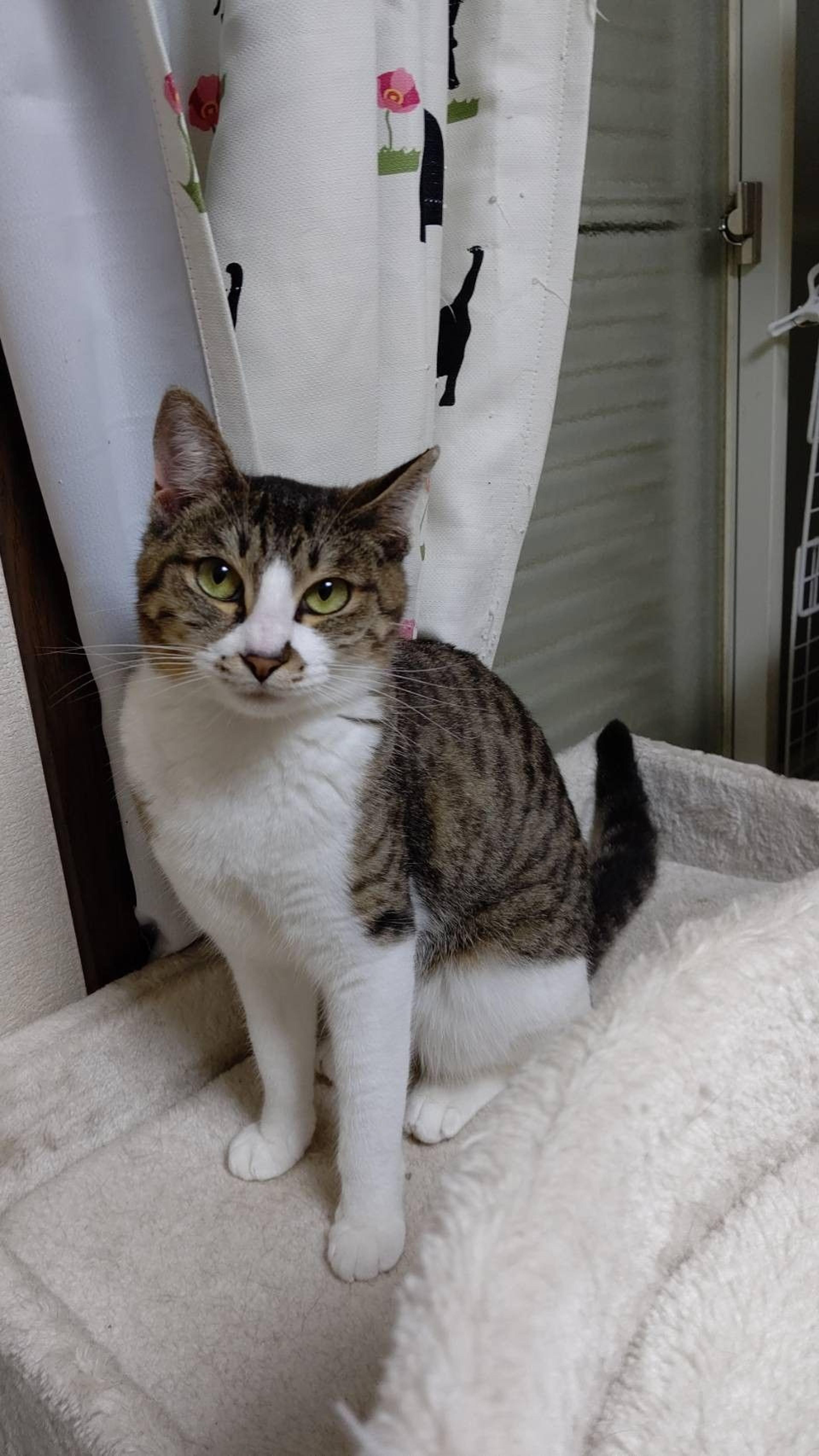 pet-image-5
