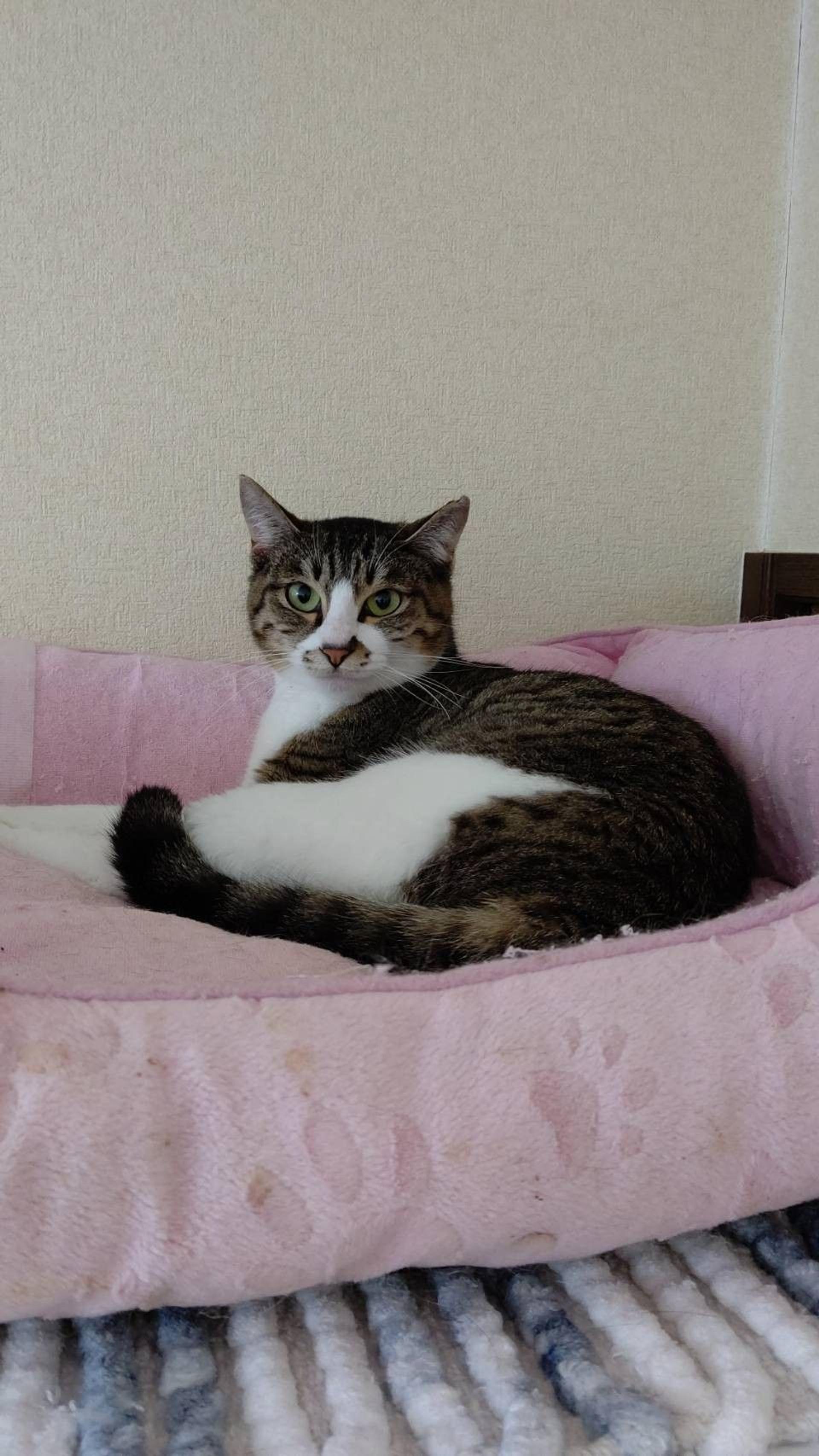 pet-image-6