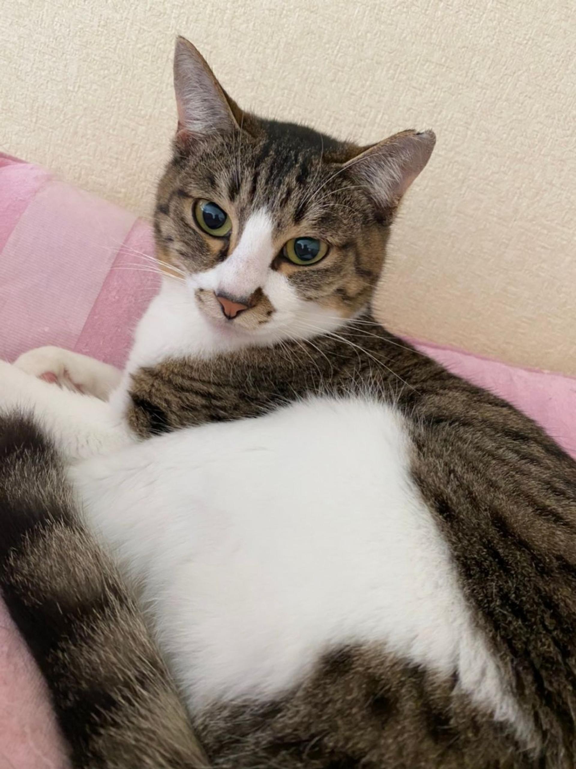 pet-image-7